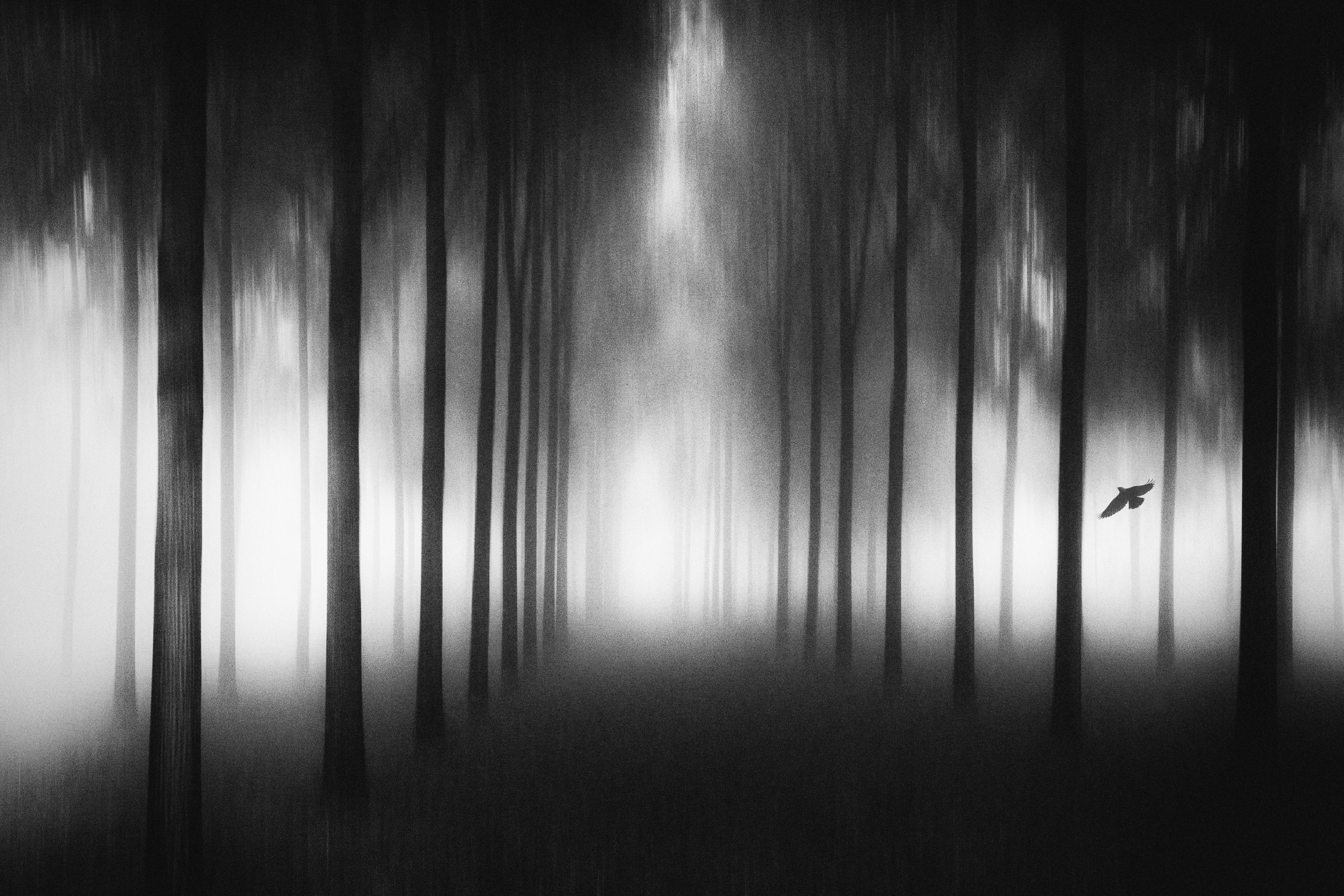 Spritzschutz-Nebeliger, dunkler Wald