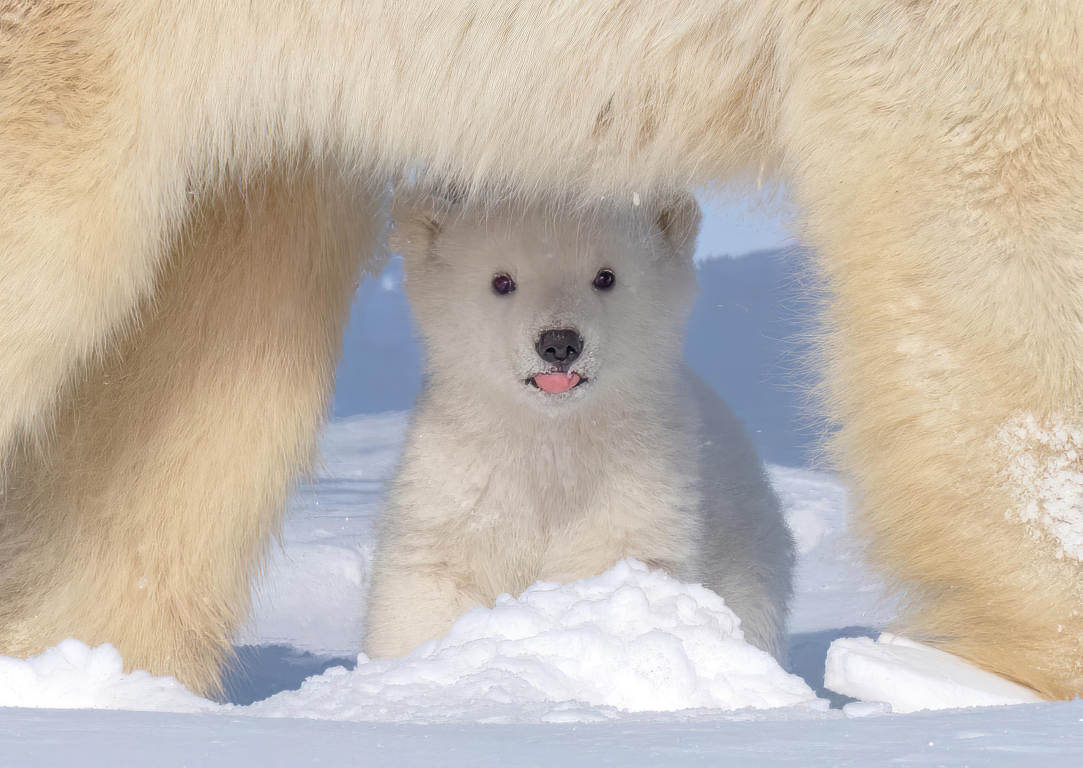 Spritzschutz-Niedliches Jungtier - Eisbär