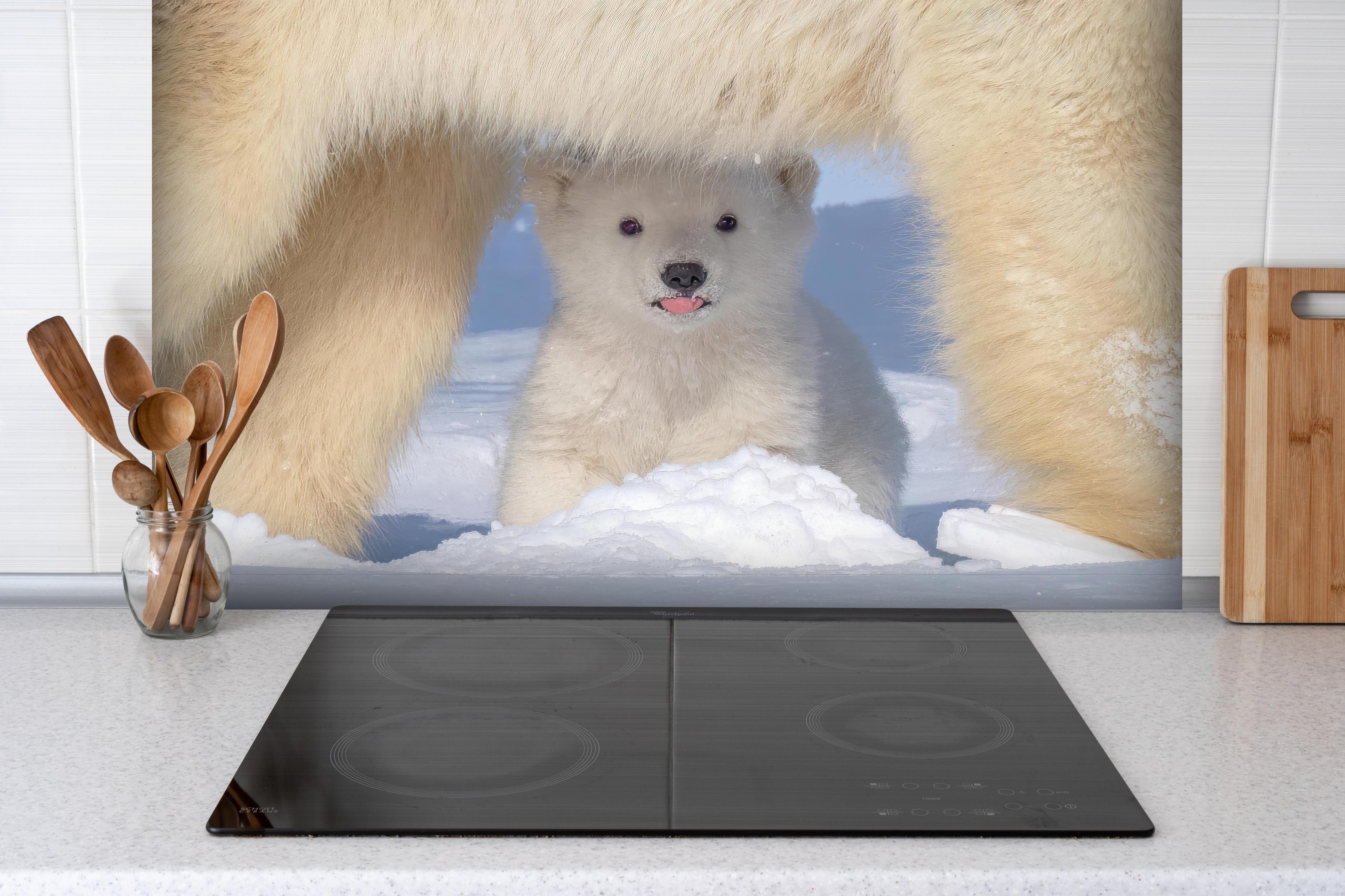 Spritzschutz - Niedliches Jungtier - Eisbär hinter einem Cerankochfeld zwischen Holz-Kochutensilien