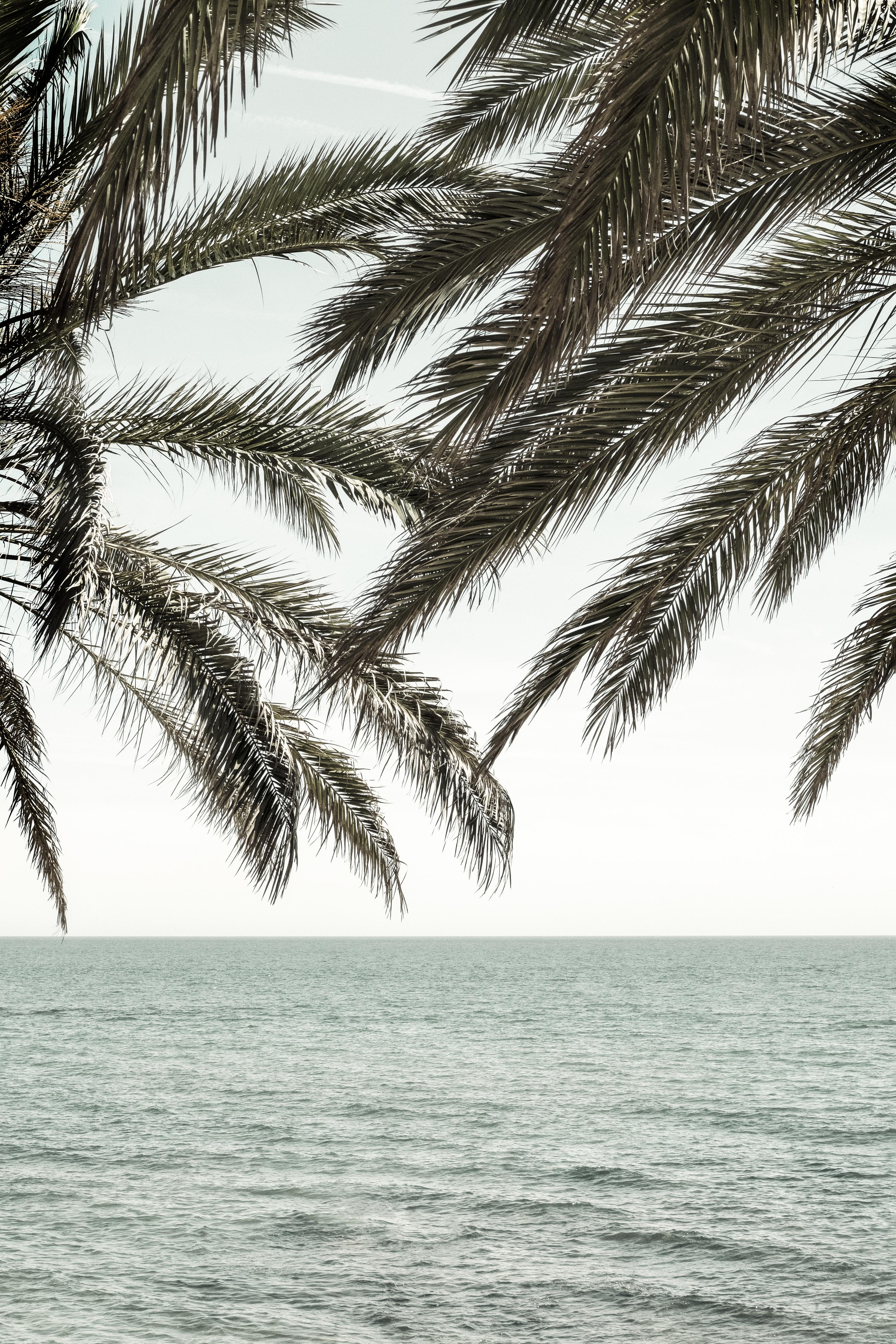 Spritzschutz-Palmen an der Küste