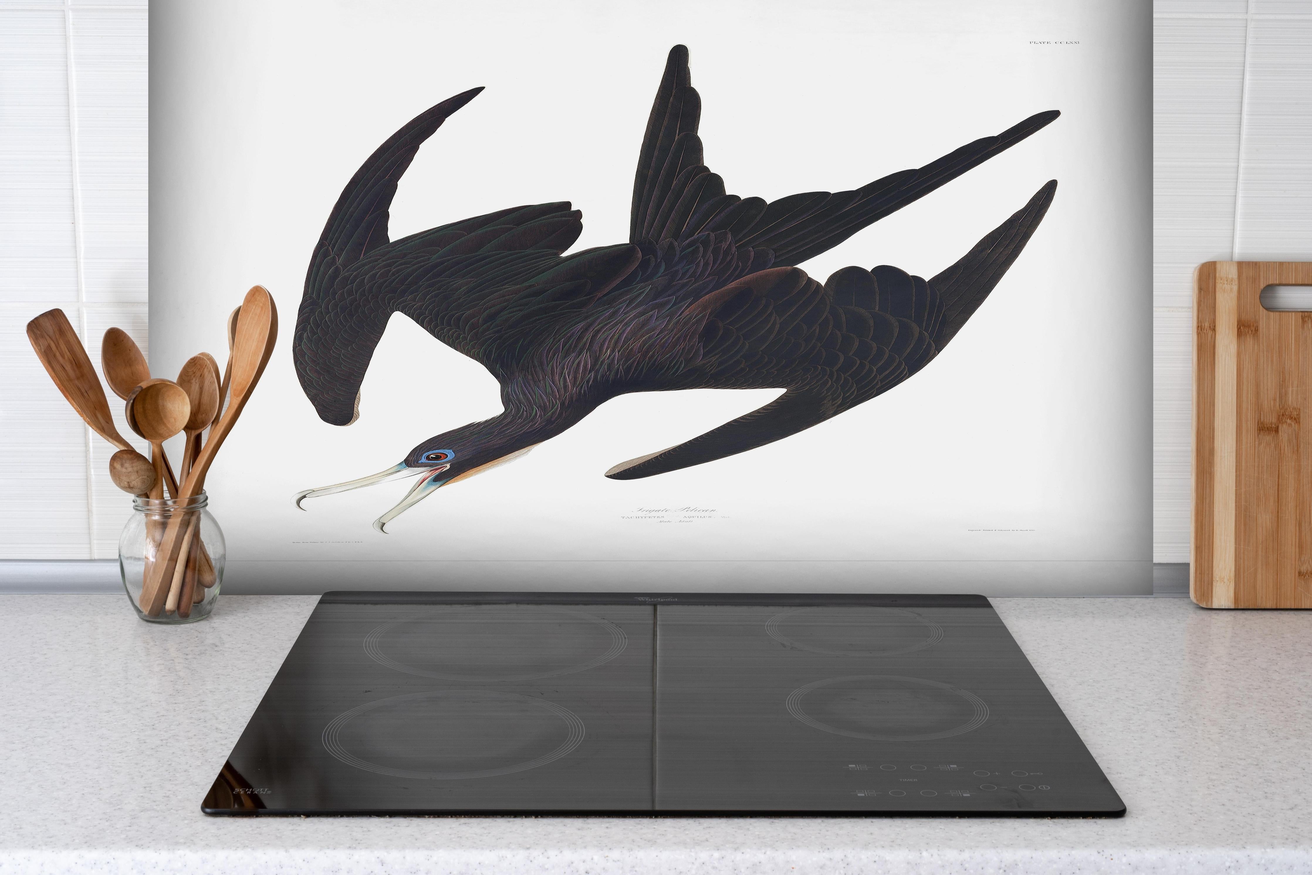 Spritzschutz - Pelikan Portrait - Robert Havell hinter einem Cerankochfeld zwischen Holz-Kochutensilien