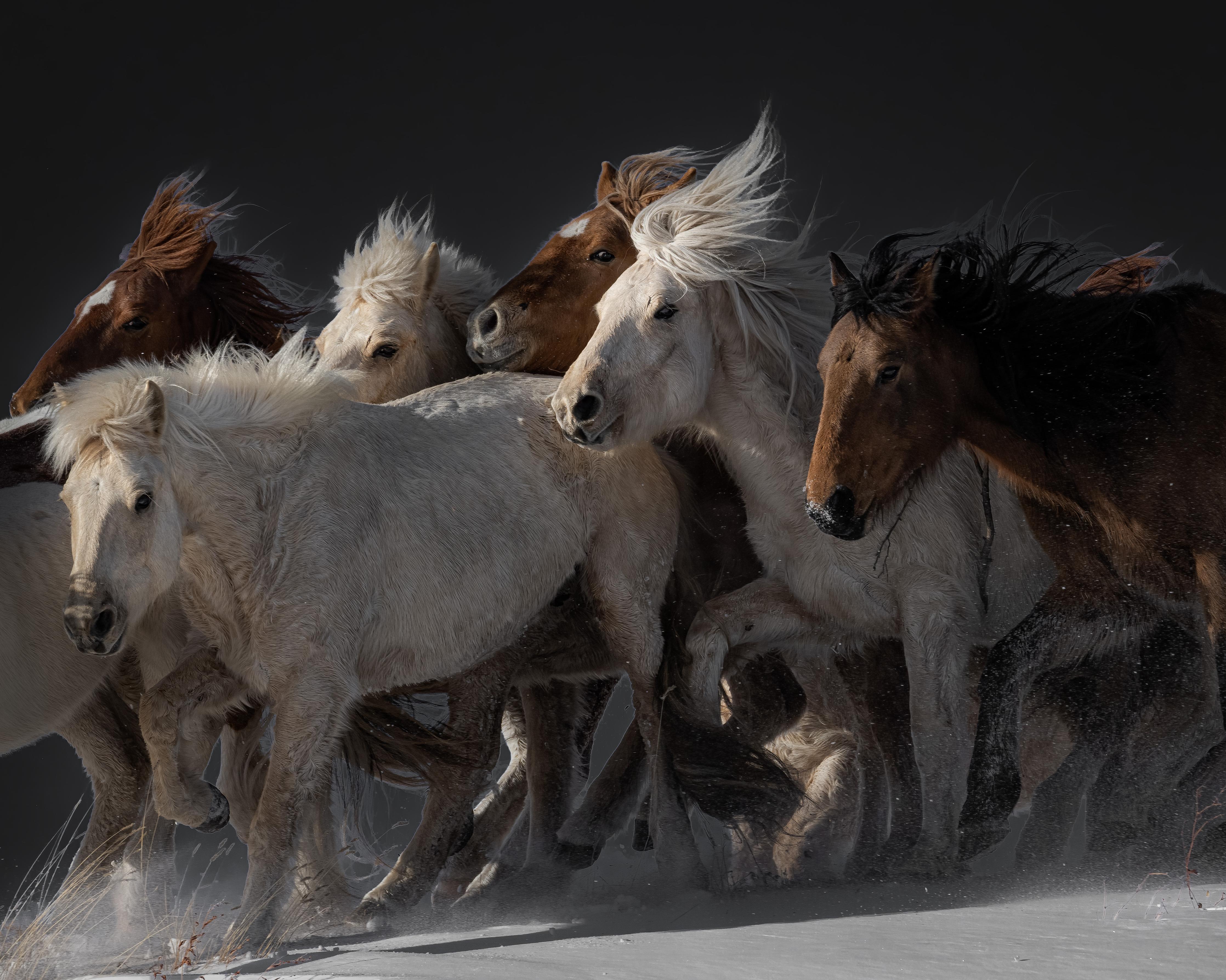 Spritzschutz-Pferdeherde