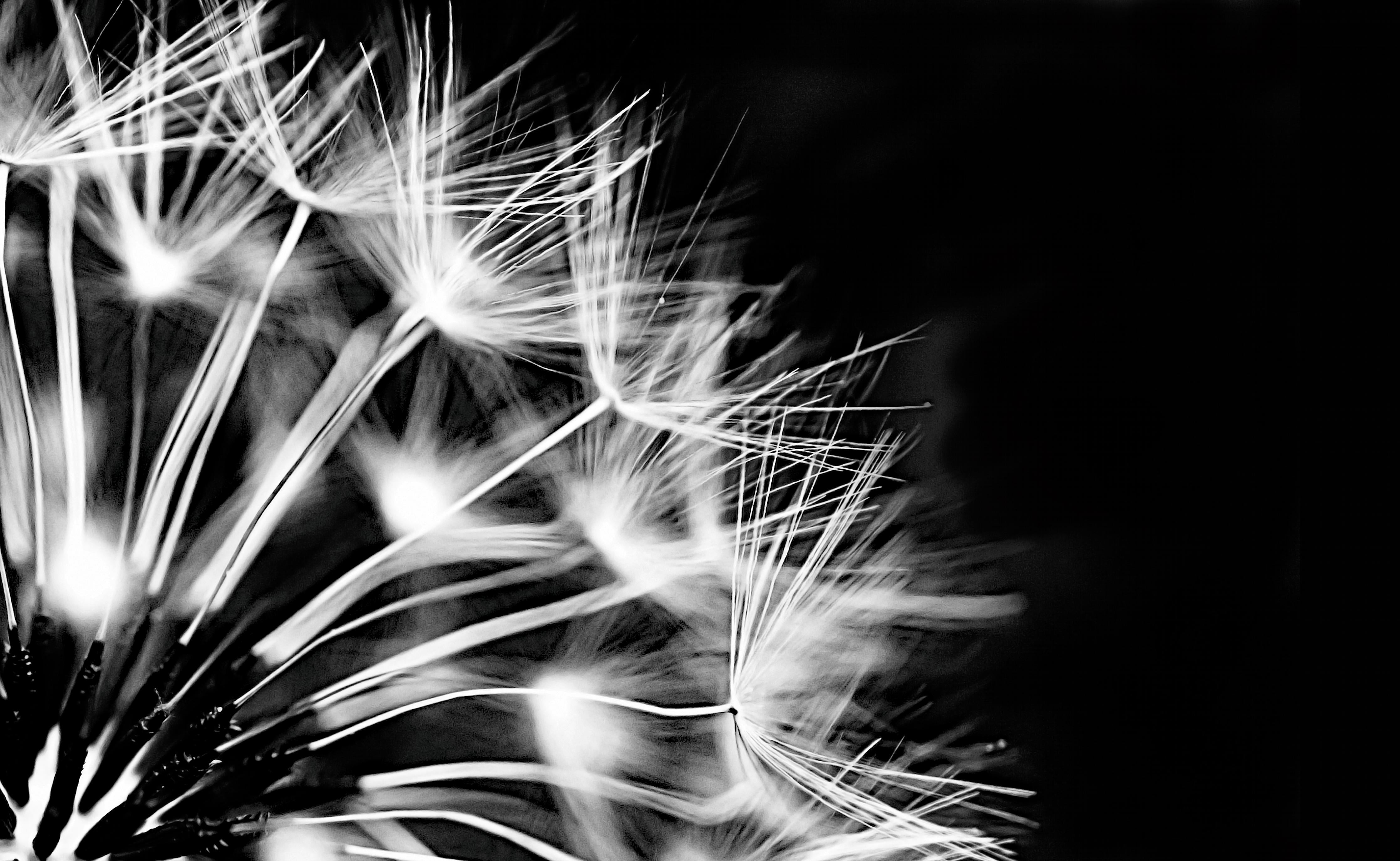 Spritzschutz-Pusteblumen schwarz-weiß Hintergrund