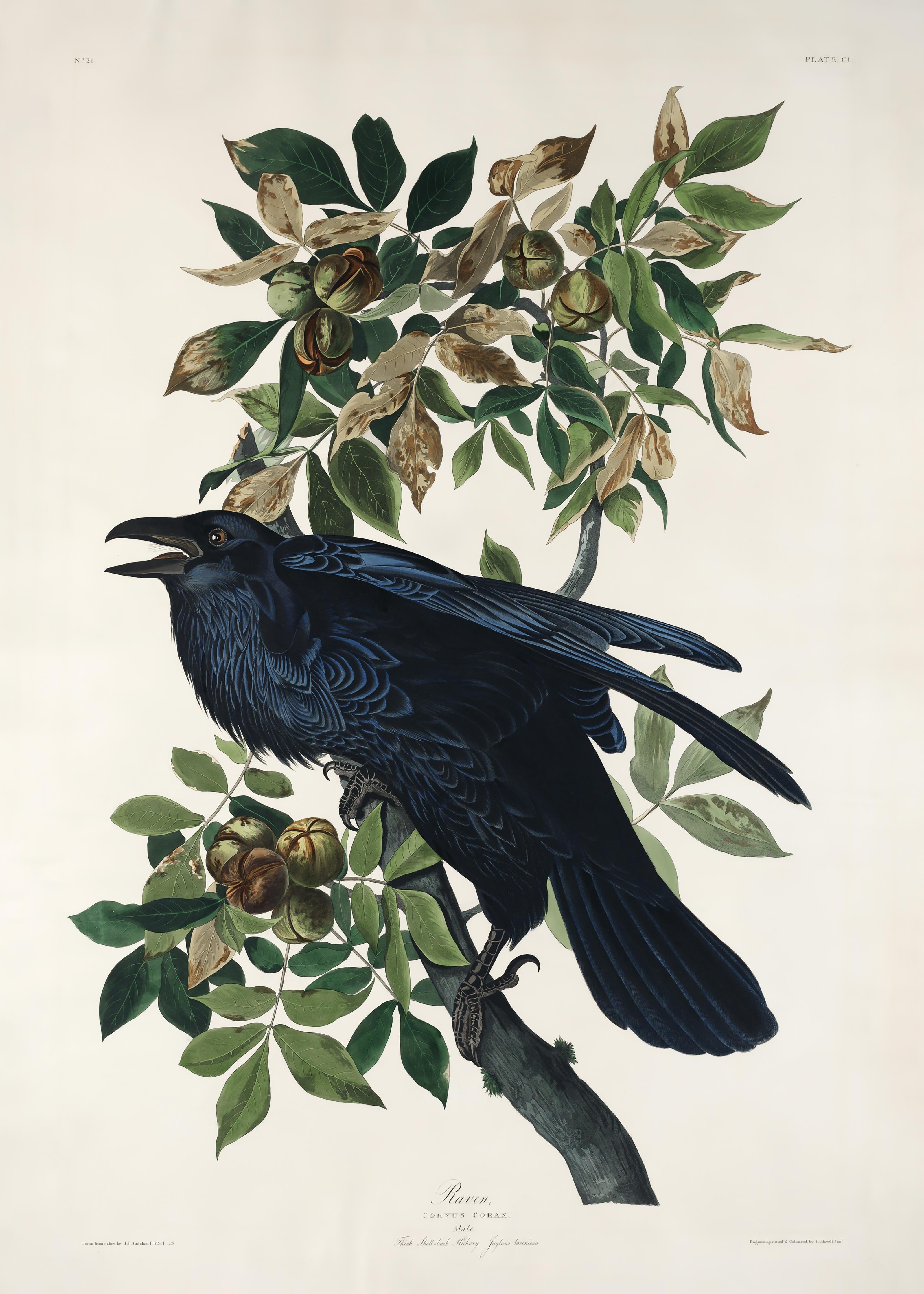 Spritzschutz-Raben Portrait - John James Audubon