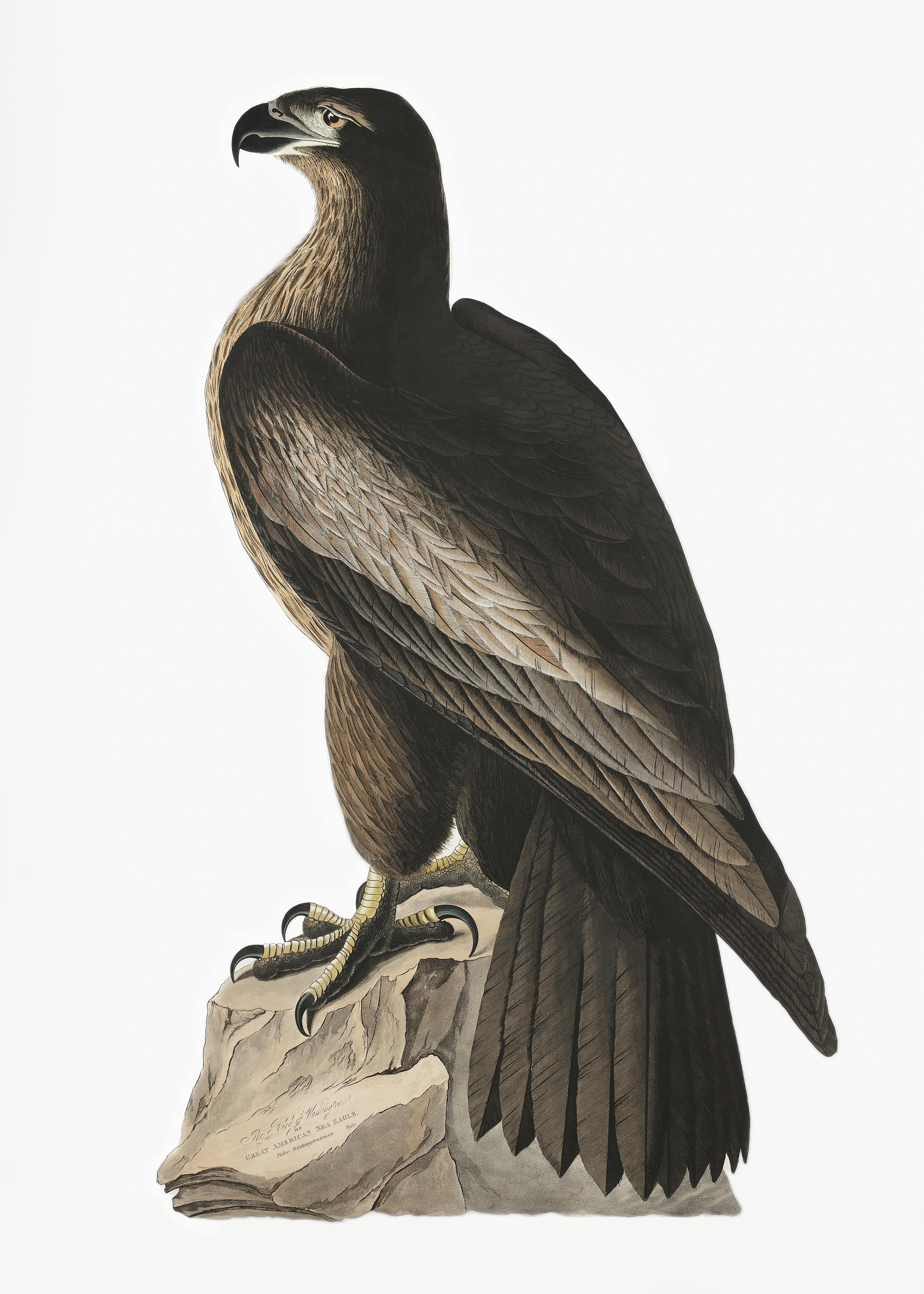 Spritzschutz-Riesenseeadler Portrait - John James Audubon
