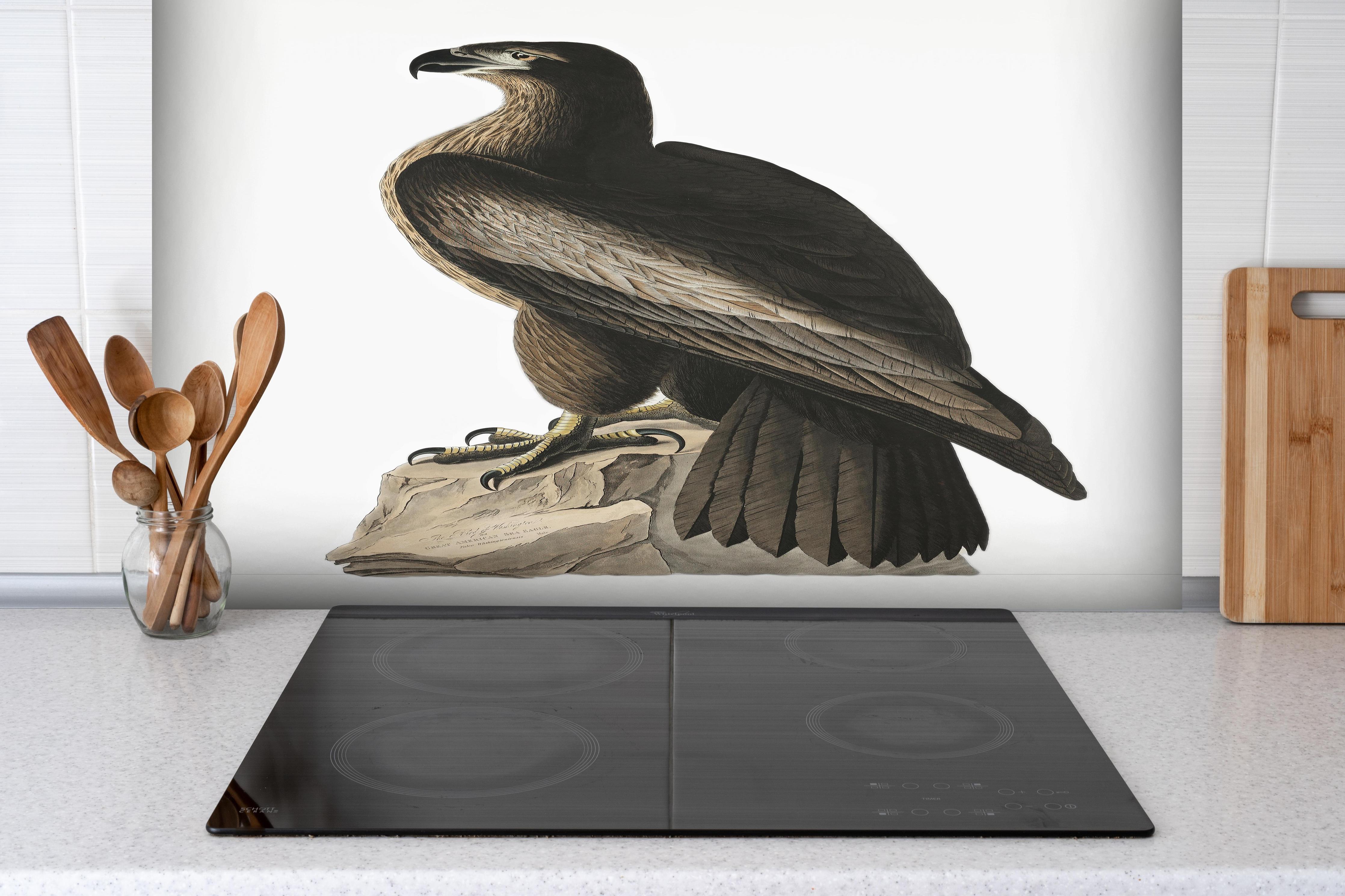 Spritzschutz - Riesenseeadler Portrait - John James Audubon hinter einem Cerankochfeld zwischen Holz-Kochutensilien