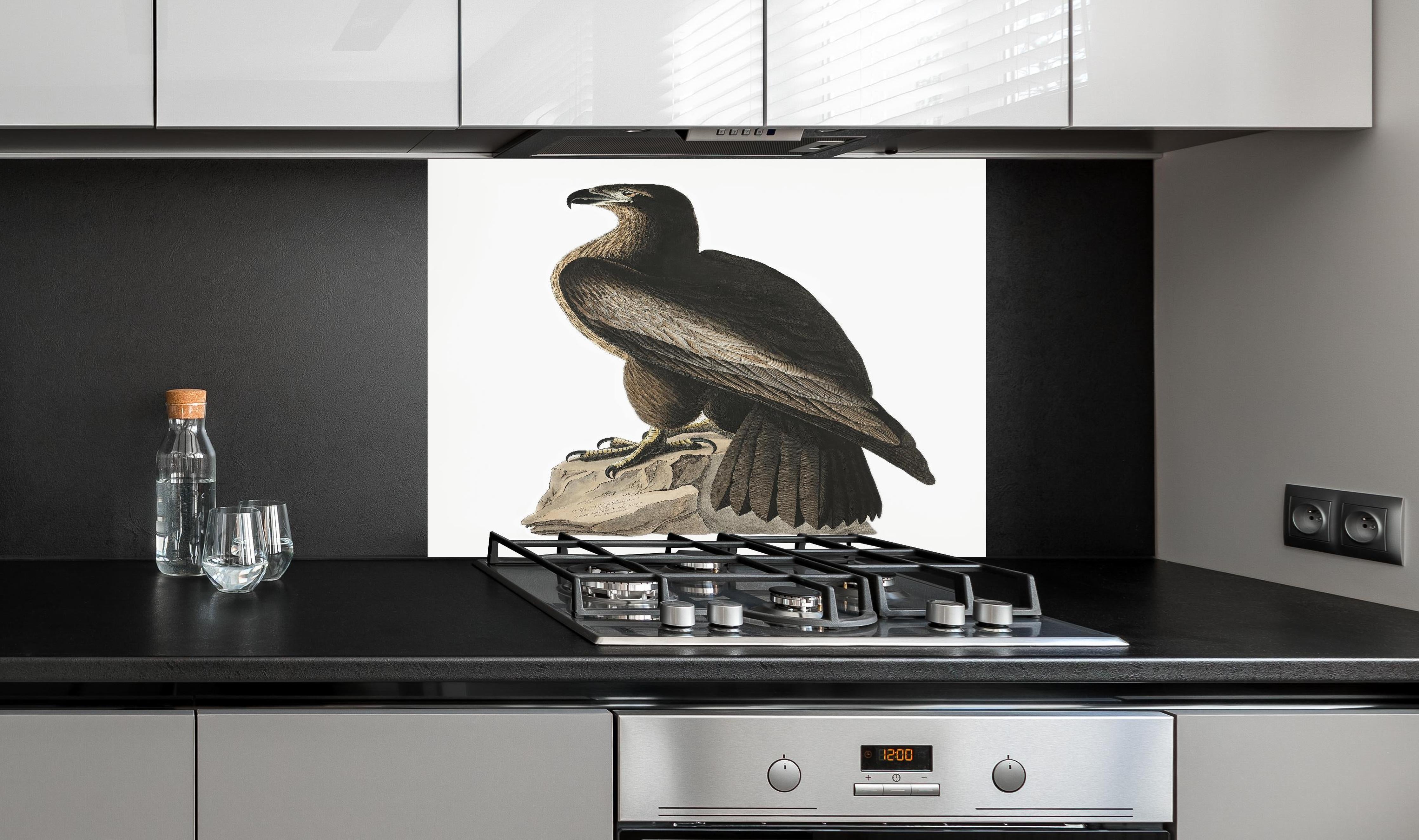 Spritzschutz - Riesenseeadler Portrait - John James Audubon hinter einem Cerankochfeld zwischen Holz-Kochutensilien