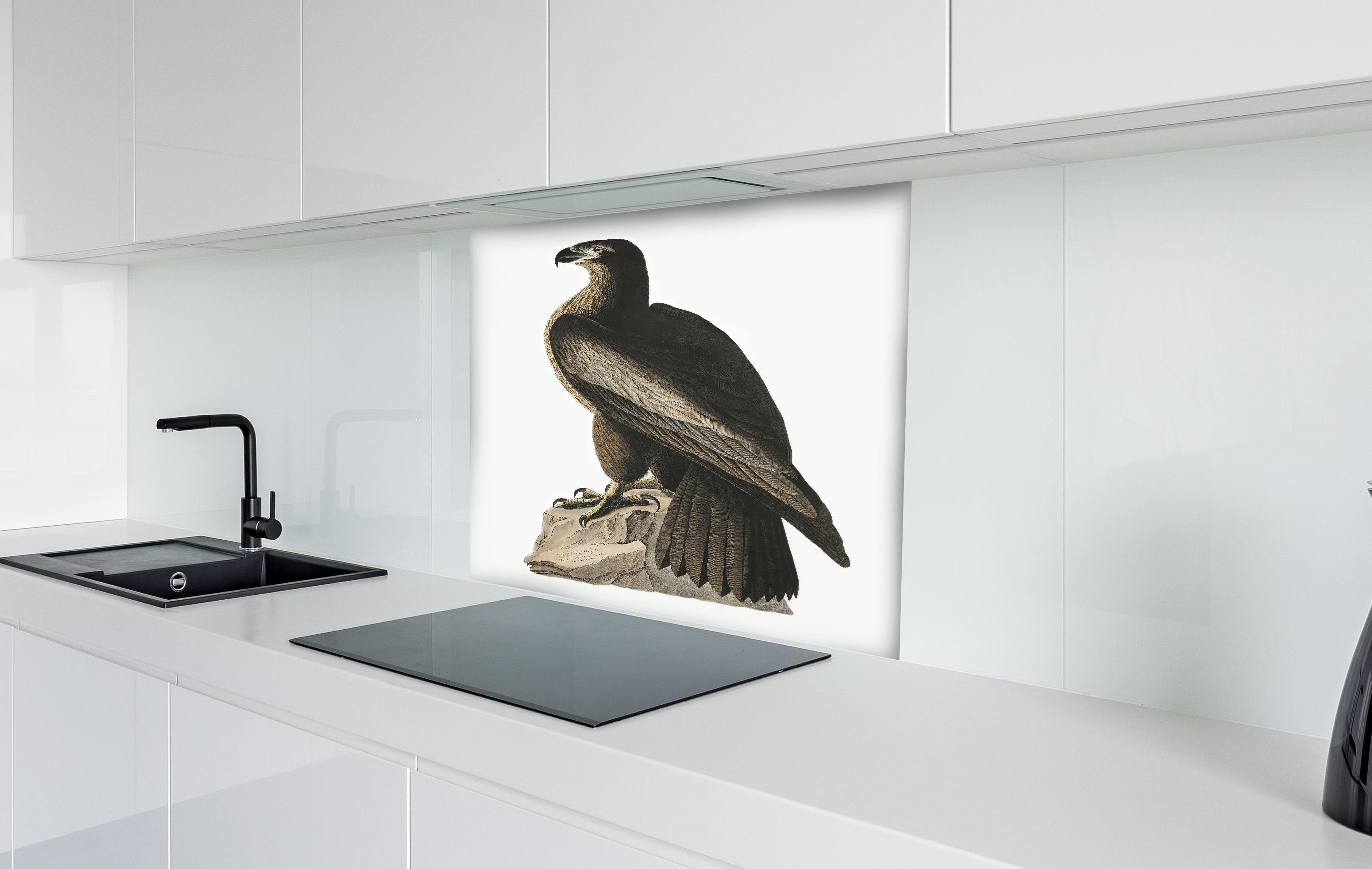 Spritzschutz - Riesenseeadler Portrait - John James Audubon hinter einem Cerankochfeld zwischen Holz-Kochutensilien