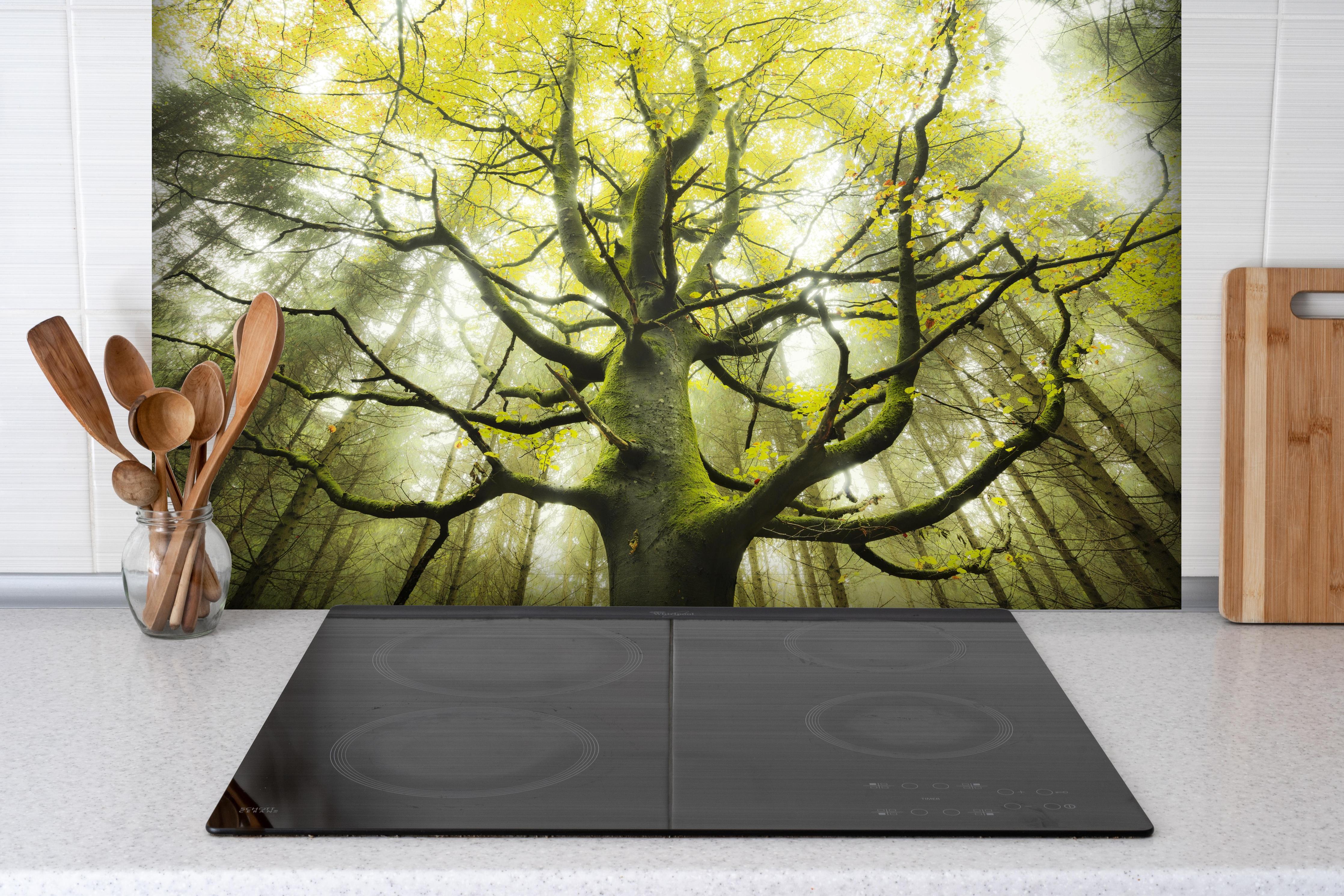 Spritzschutz - Riesiger Baum in Bayern hinter einem Cerankochfeld zwischen Holz-Kochutensilien