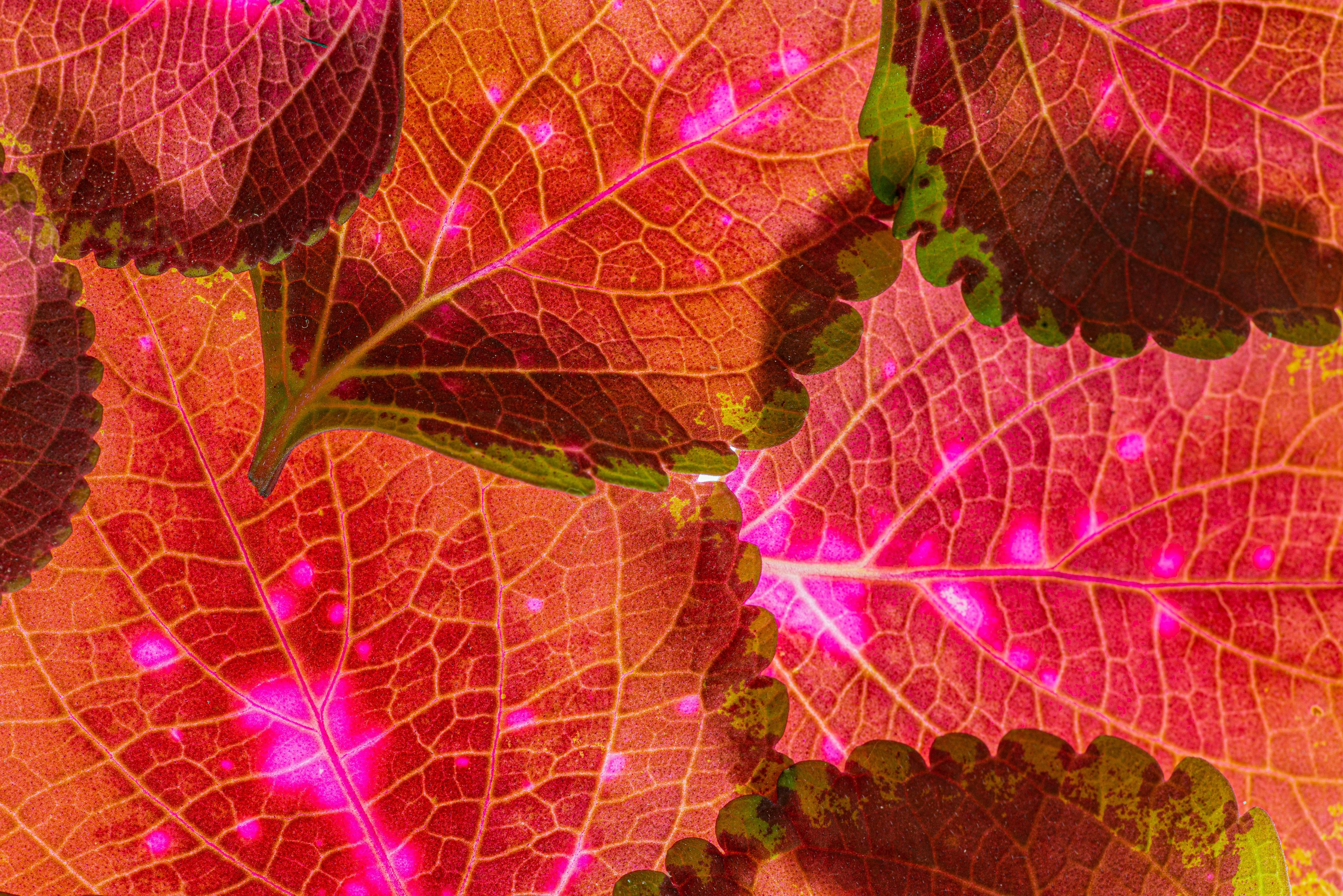 Spritzschutz-Rötliche Blätter im Detail