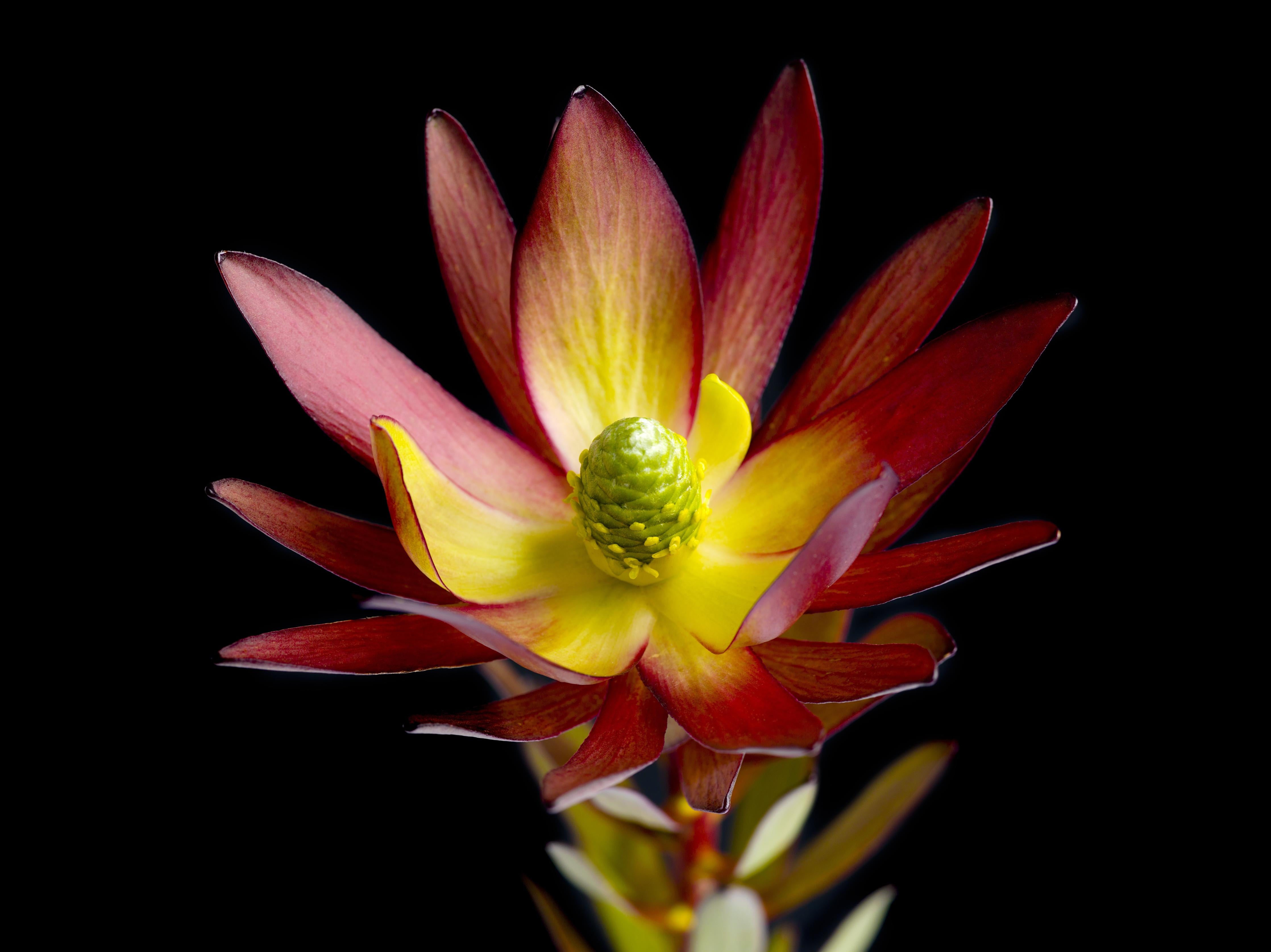 Spritzschutz-Rötliche aufblühende Lotosblume