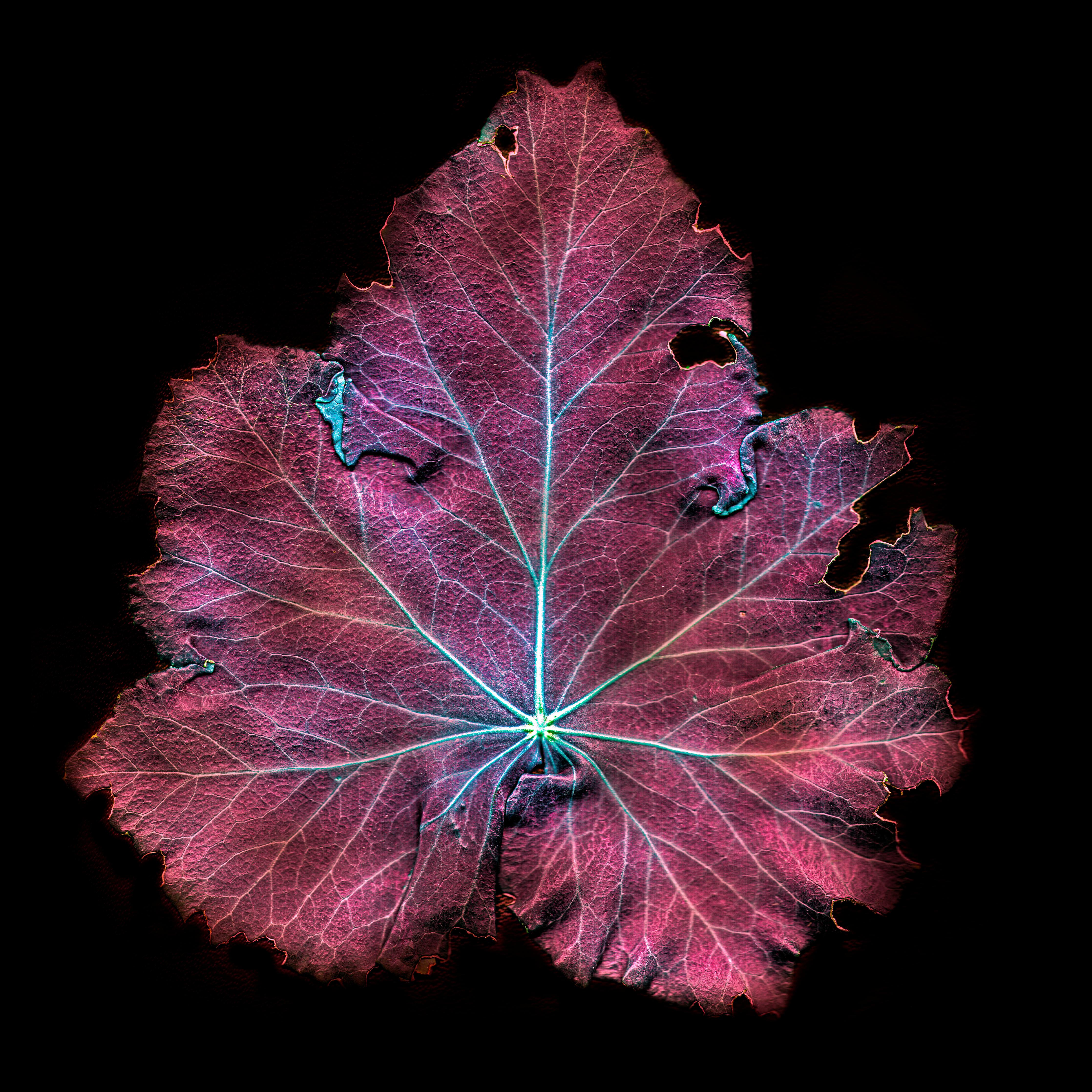 Spritzschutz-Rötliches Blatt auf schwarzem Hintergrund