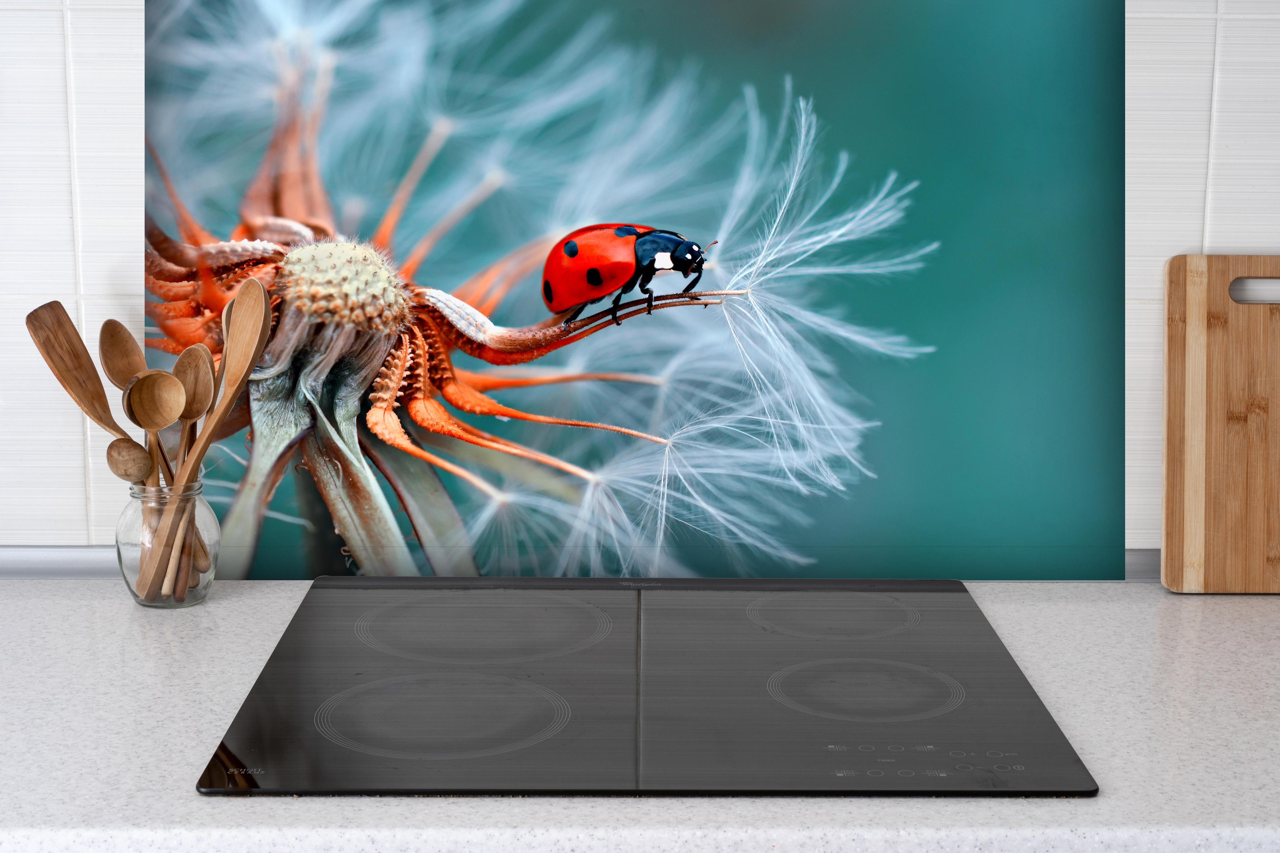 Spritzschutz - Roter Marienkäfer auf weißer Pusteblume hinter einem Cerankochfeld zwischen Holz-Kochutensilien