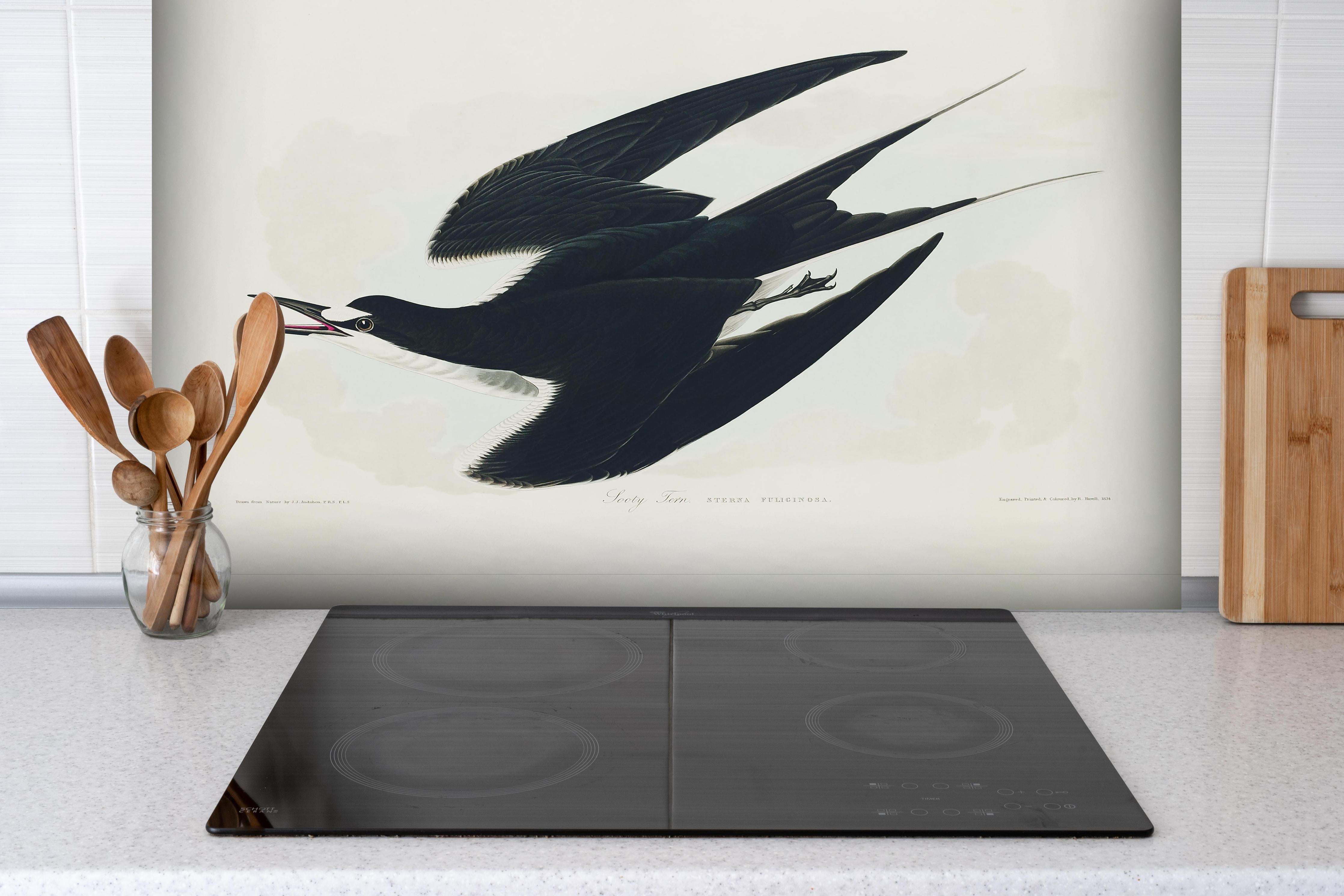 Spritzschutz - Rußseeschwalbe Portrait - John James Audubon hinter einem Cerankochfeld zwischen Holz-Kochutensilien