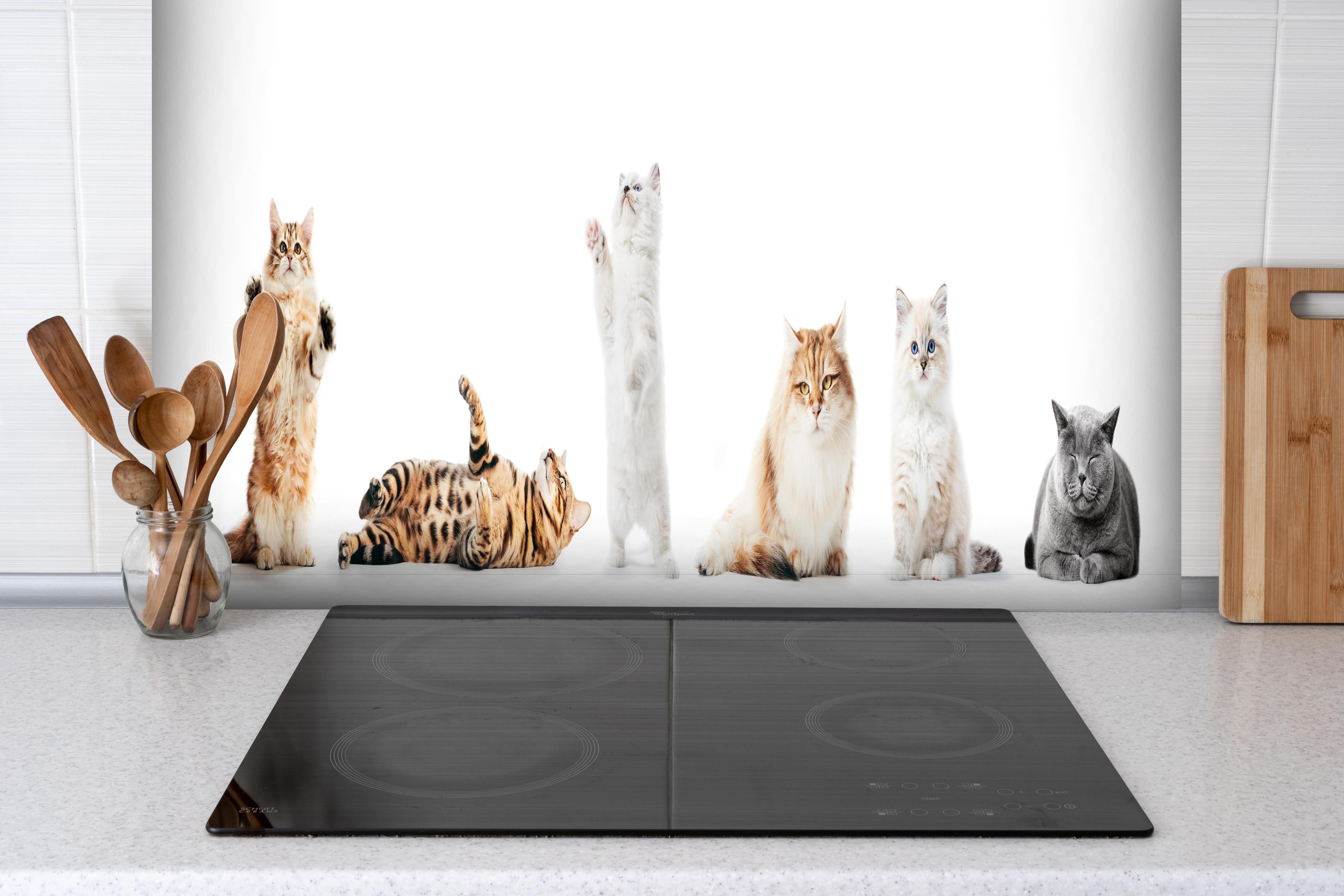 Spritzschutz - Sammlung reinrassiger Katzen auf Weiß hinter einem Cerankochfeld zwischen Holz-Kochutensilien