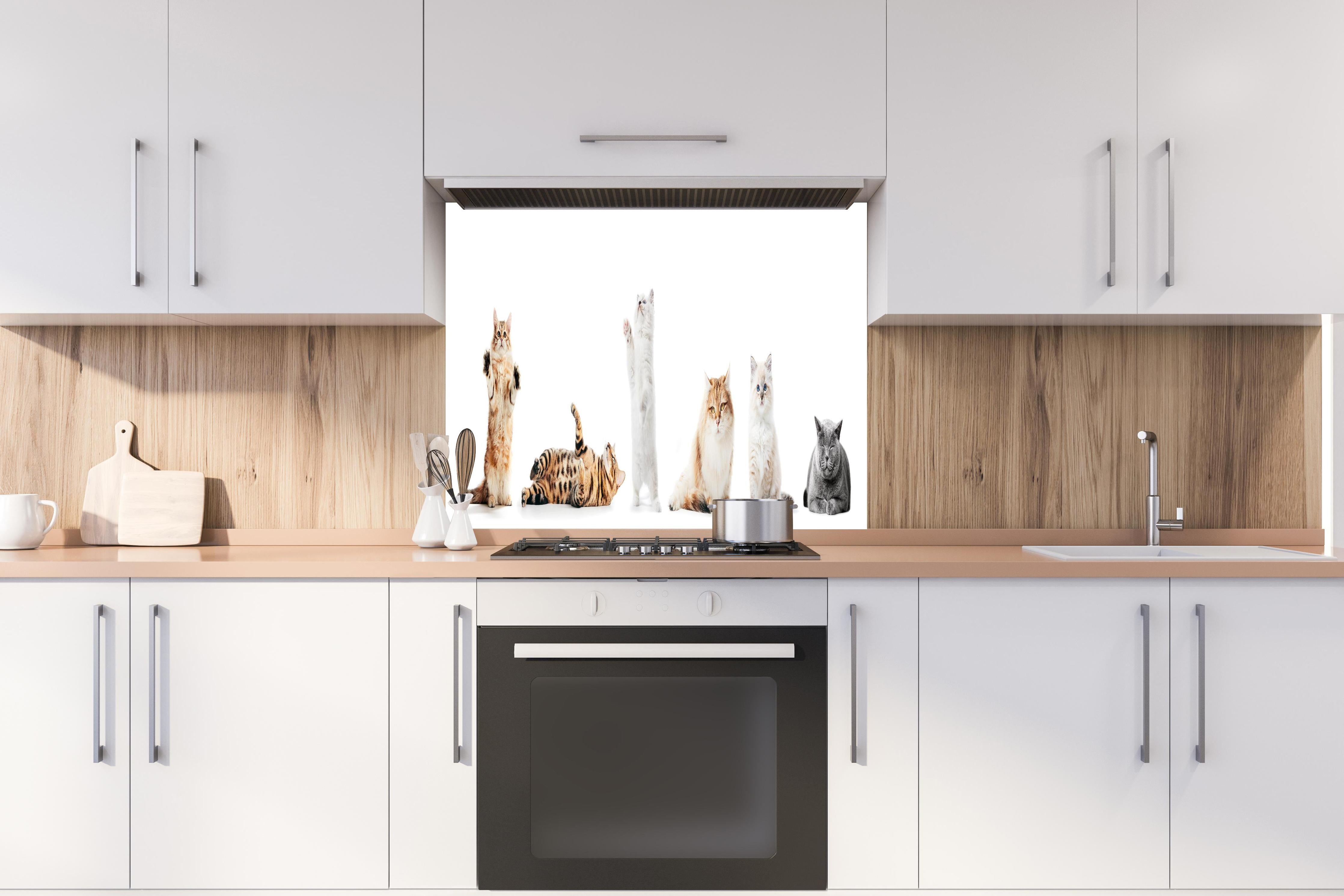 Spritzschutz - Sammlung reinrassiger Katzen auf Weiß hinter einem Cerankochfeld zwischen Holz-Kochutensilien