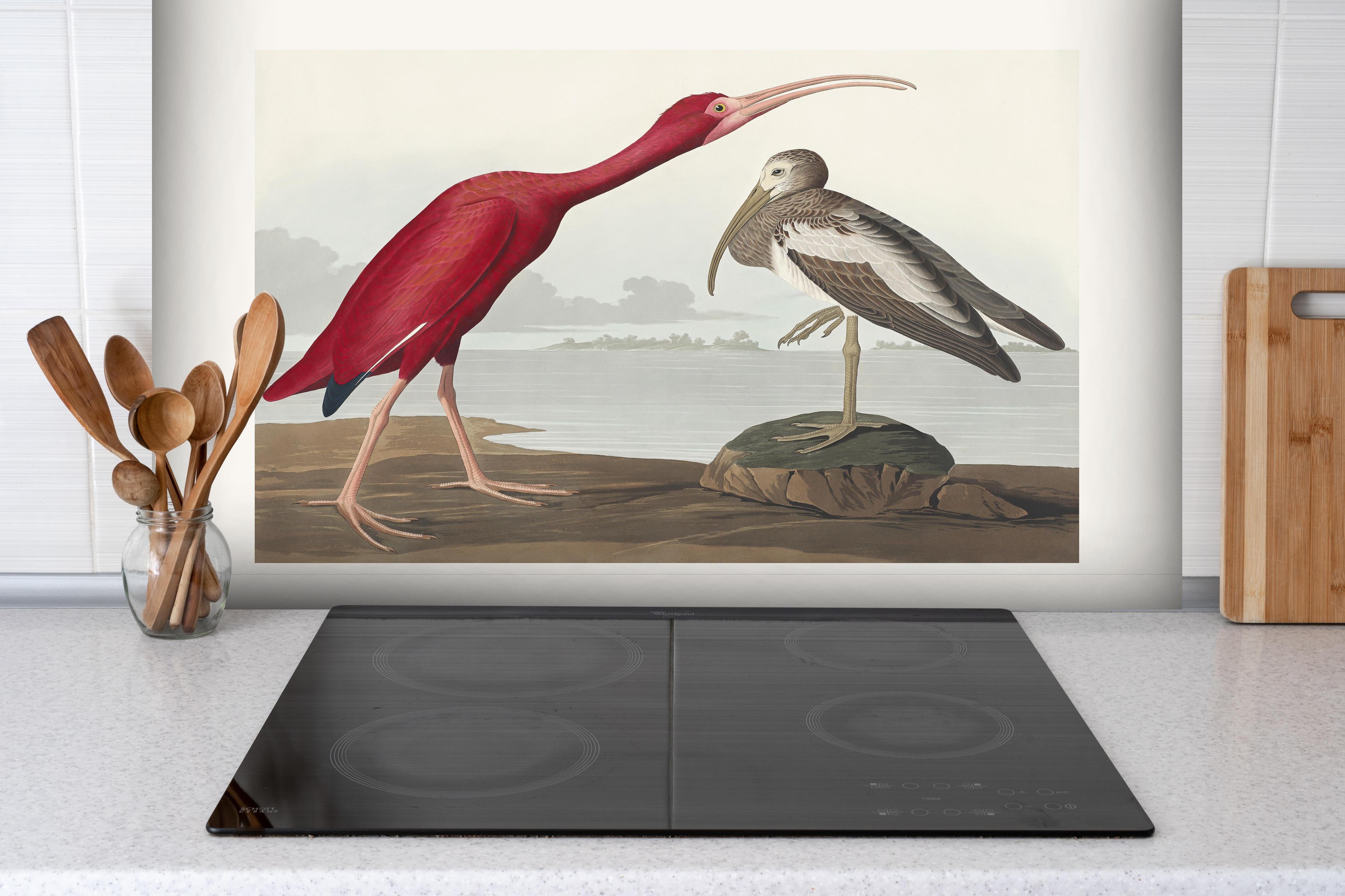 Spritzschutz - Scharlachsichler Portrait - John James Audubon hinter einem Cerankochfeld zwischen Holz-Kochutensilien