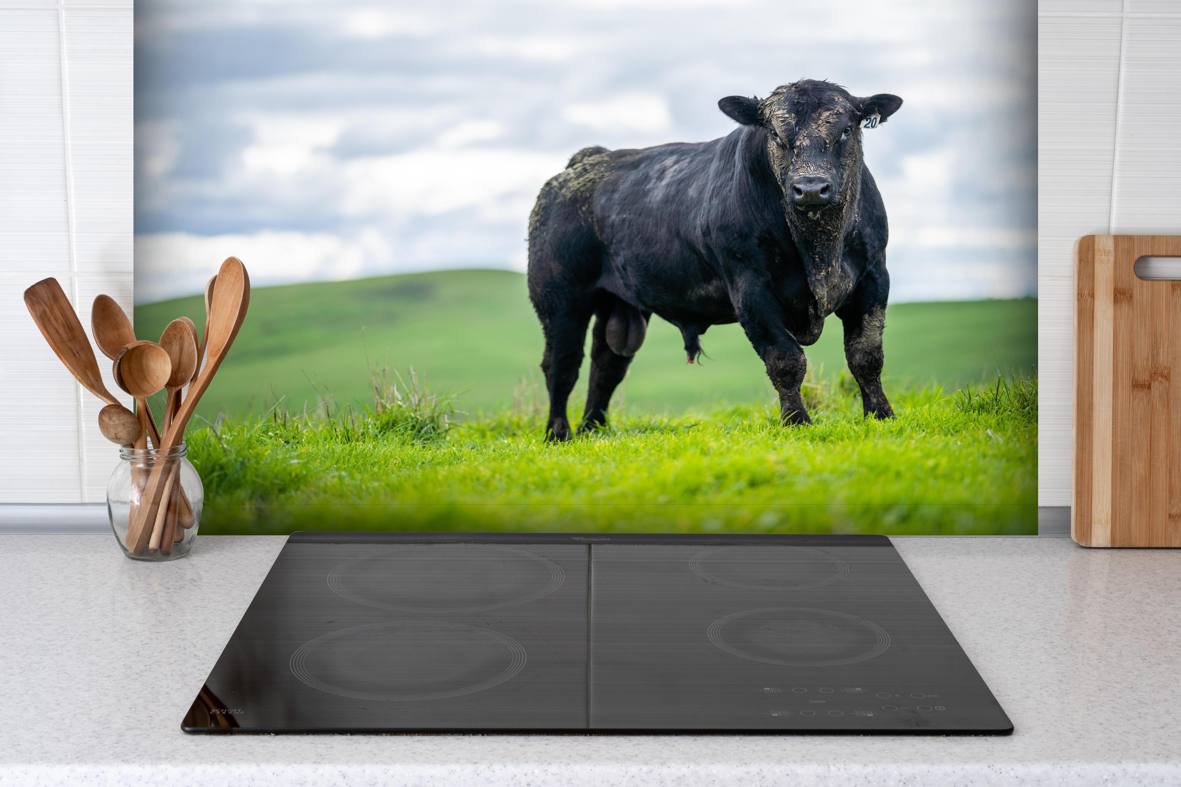 Spritzschutz - Schmutziger Aberdeen Angus hinter einem Cerankochfeld zwischen Holz-Kochutensilien