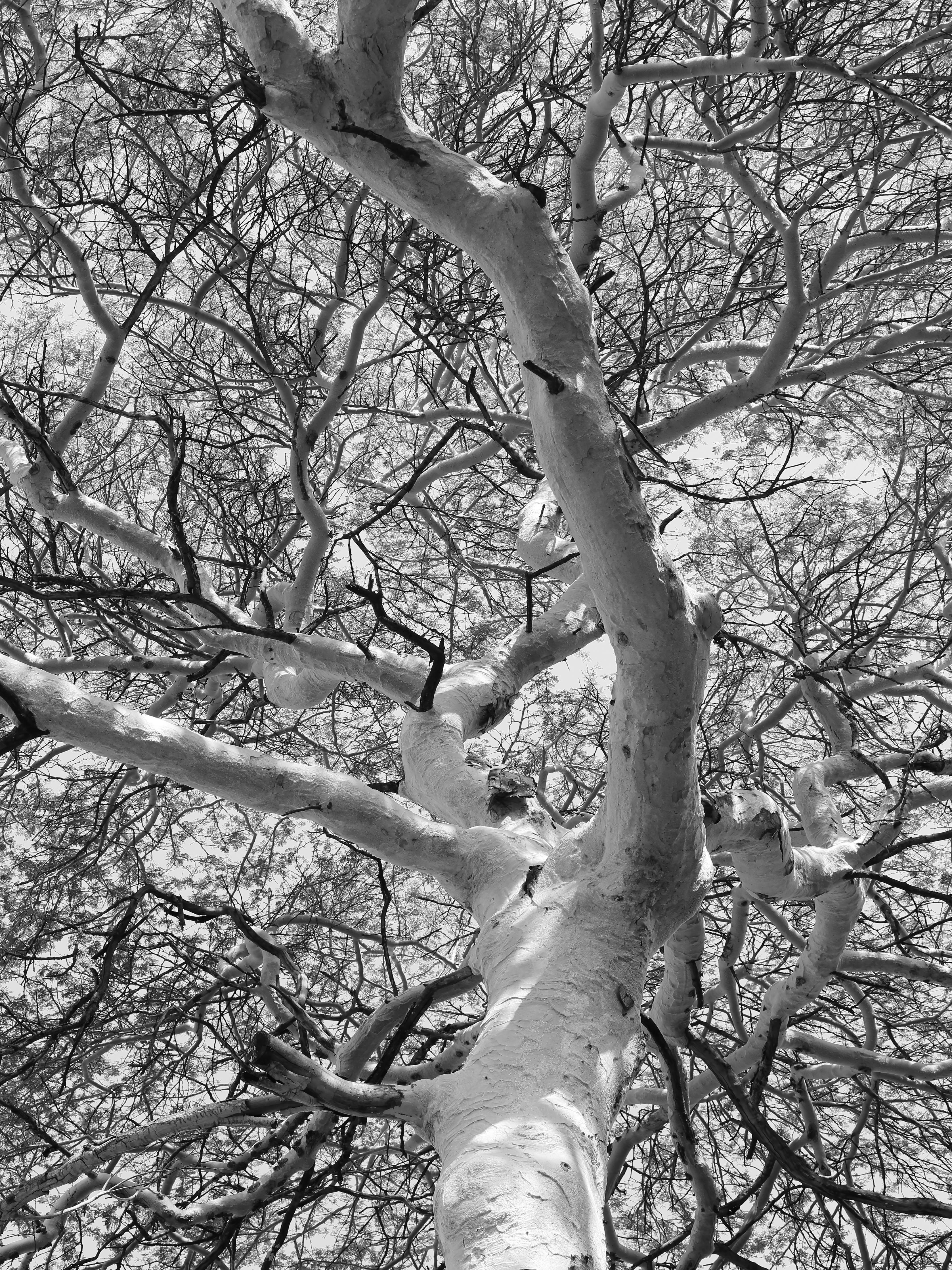 Spritzschutz-Schneeüberdeckte Baumkrone