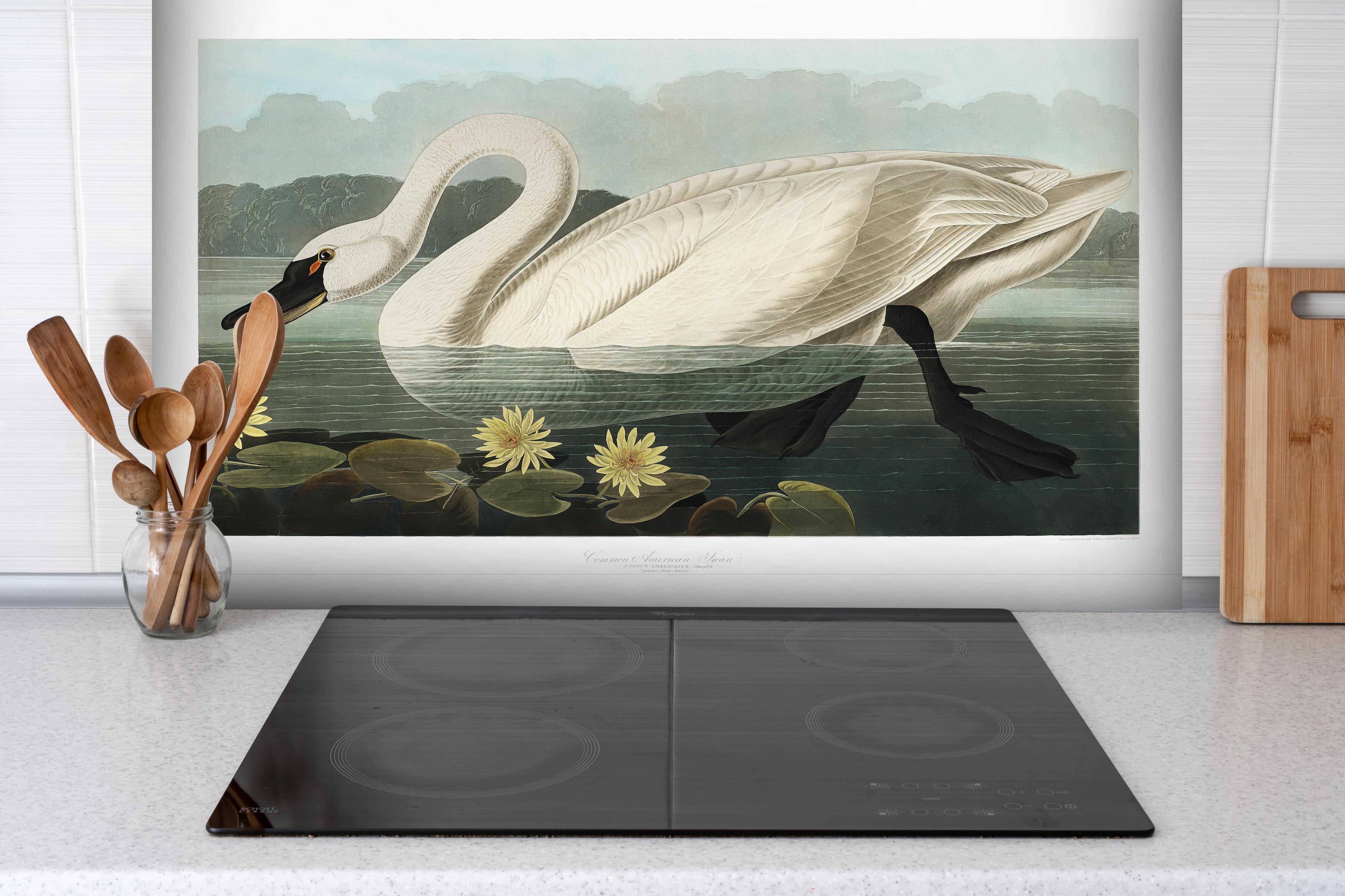 Spritzschutz - Schwan Portait - Robert Havell hinter einem Cerankochfeld zwischen Holz-Kochutensilien