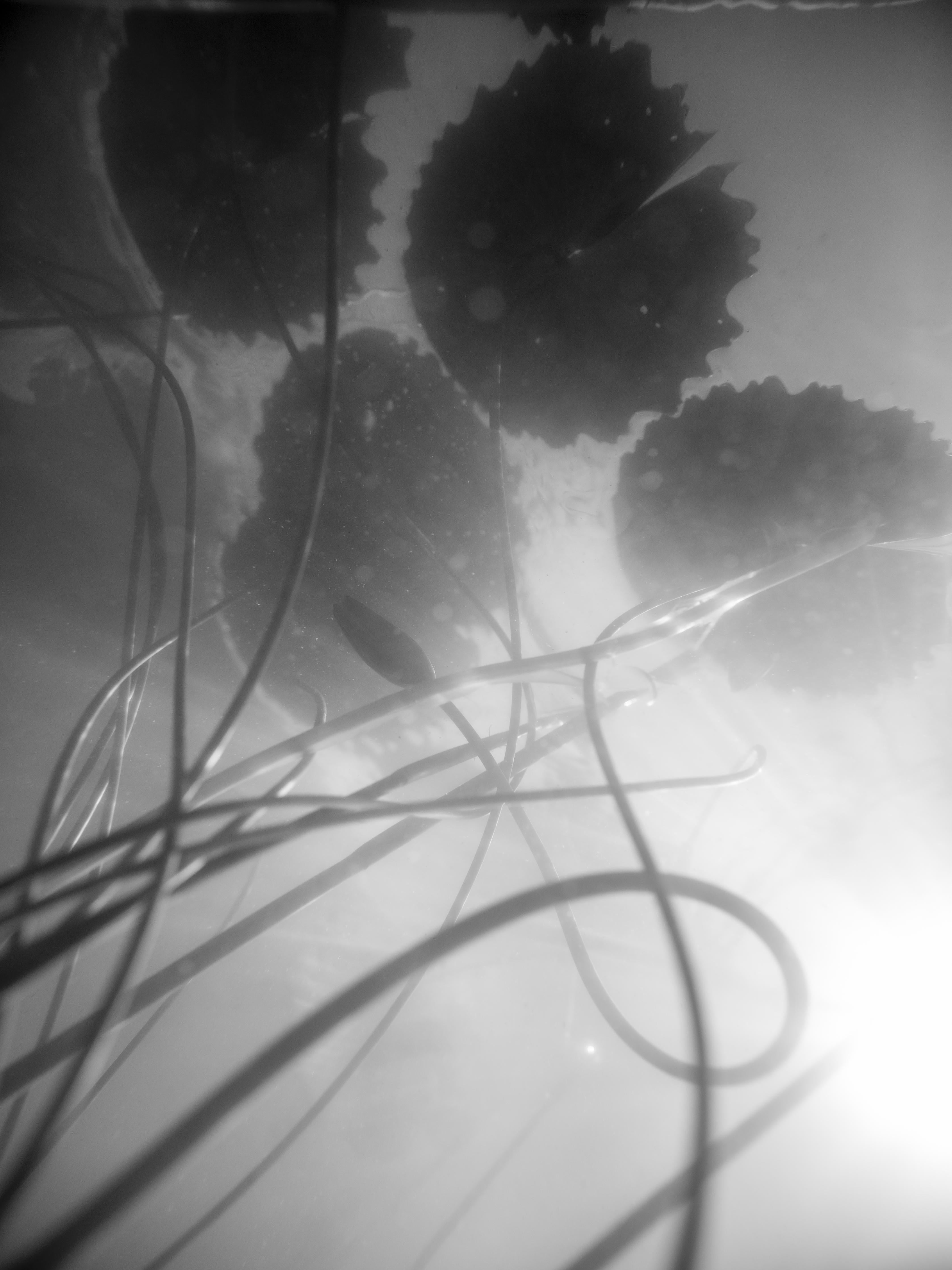 Spritzschutz-Schwarz-weiße Nahaufnahme der Water Lily