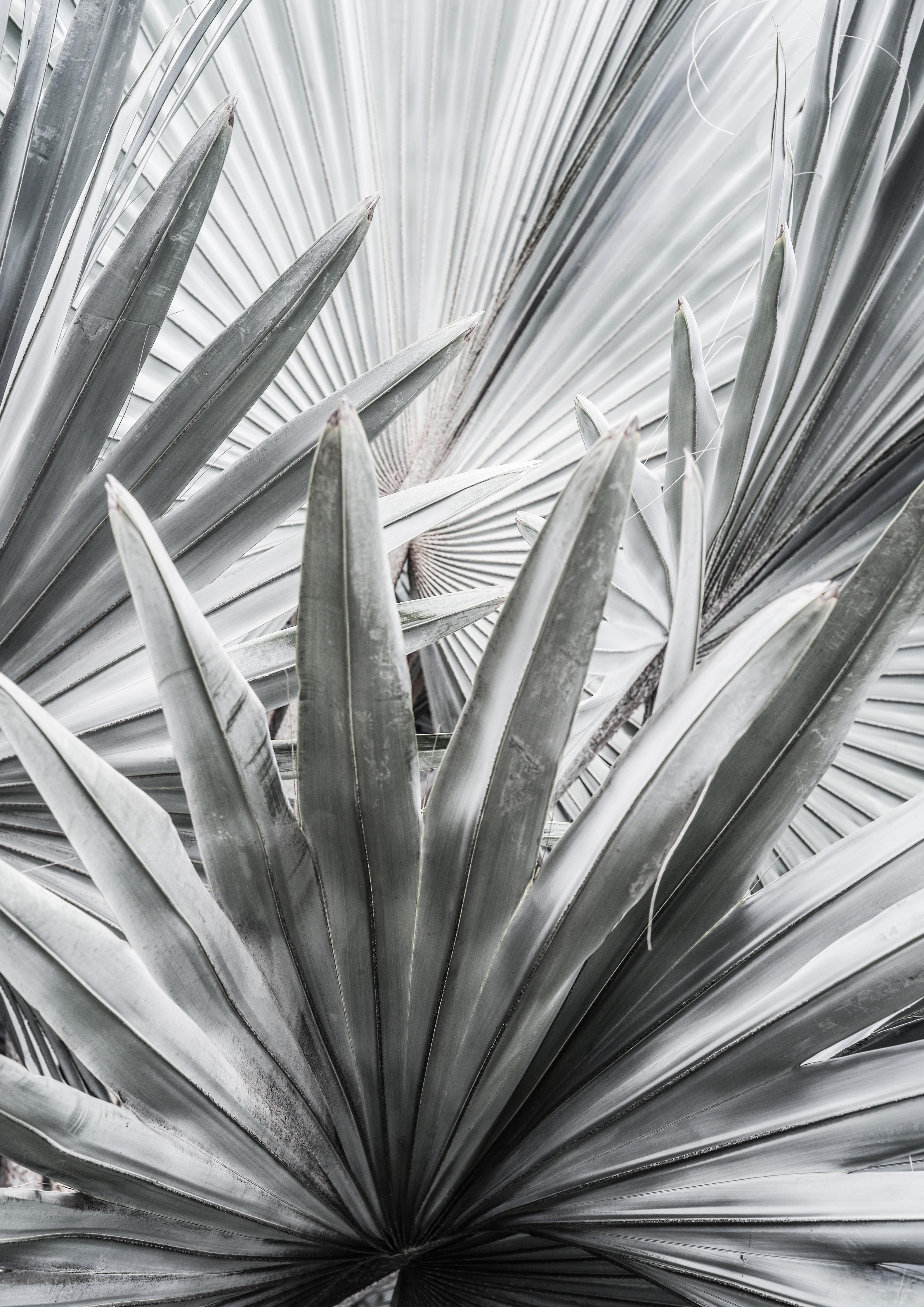 Spritzschutz-Silber-Graue Agave Pflanzenstruktur