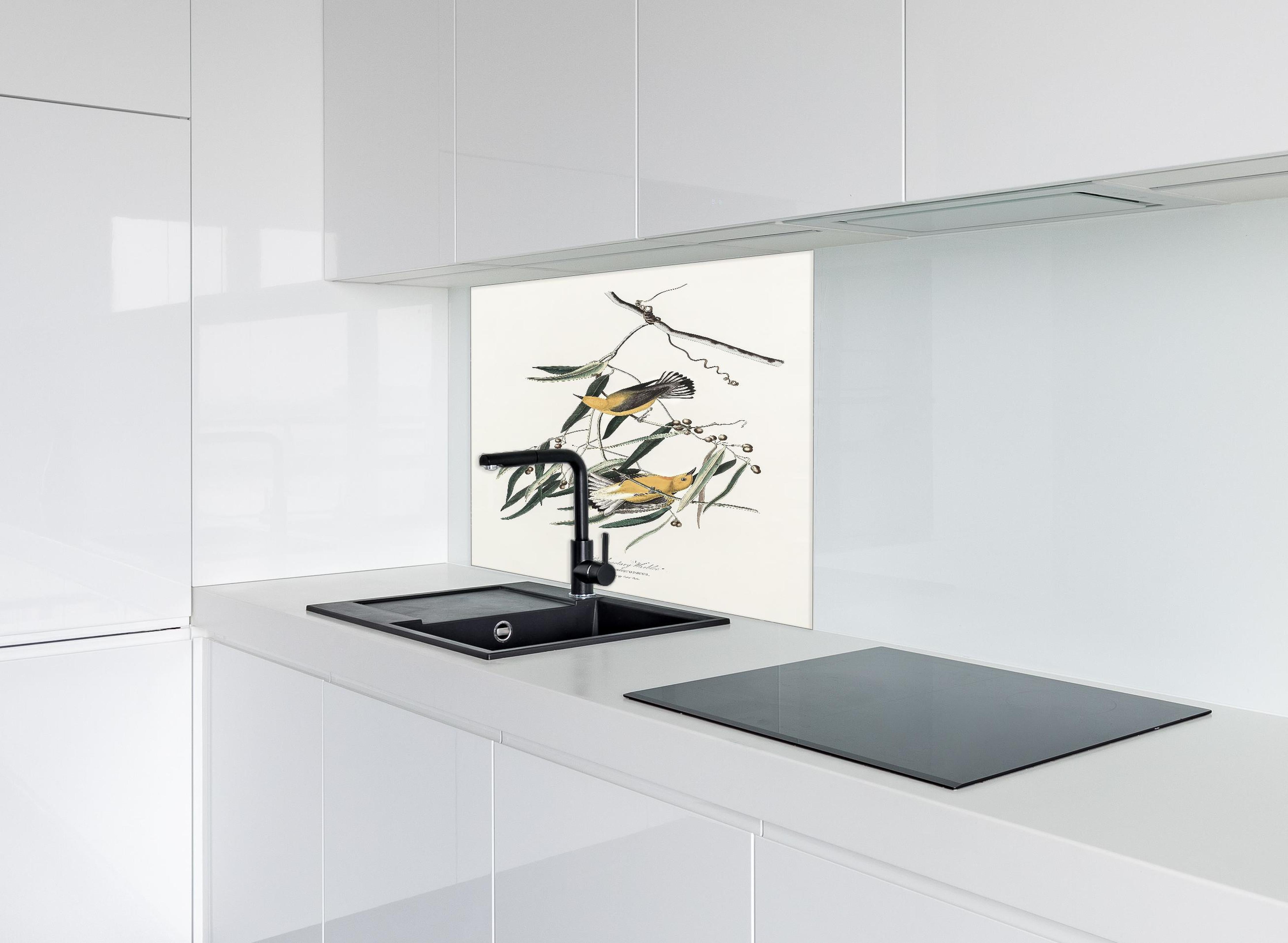Spritzschutz - Singvogel Portrait - John James Audubon hinter einem Cerankochfeld zwischen Holz-Kochutensilien