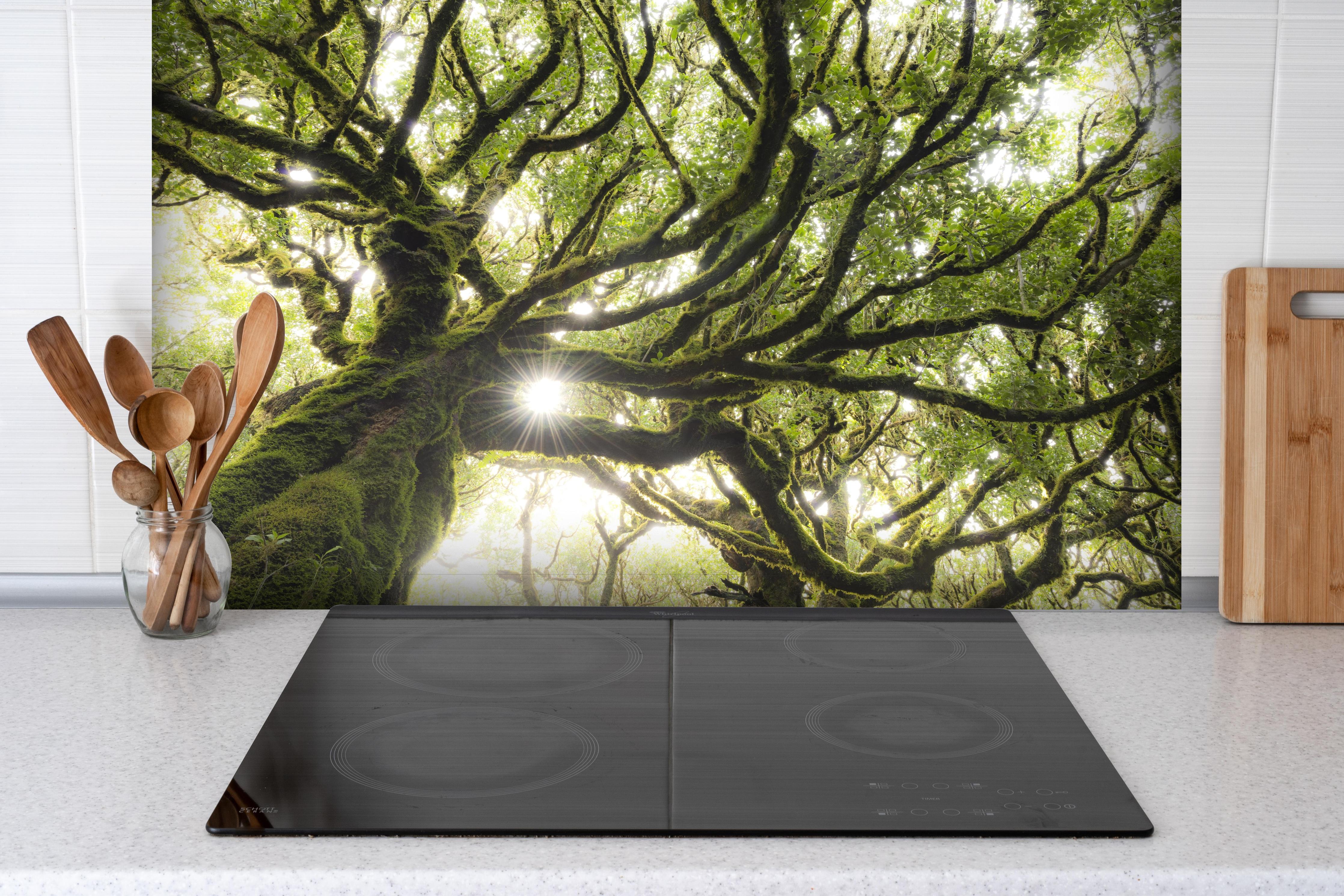 Spritzschutz - Sonnenstrahlen im Wald hinter einem Cerankochfeld zwischen Holz-Kochutensilien