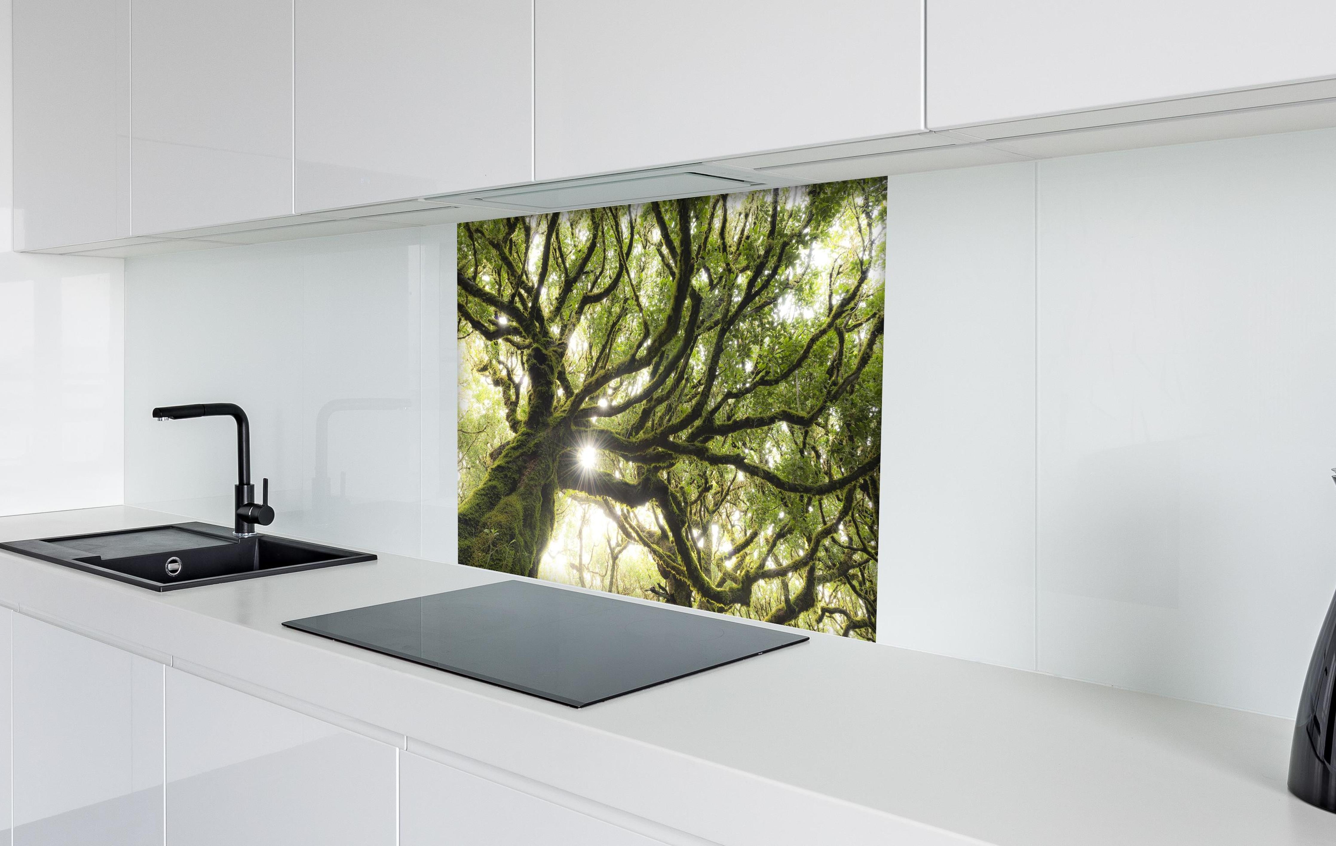 Spritzschutz - Sonnenstrahlen im Wald hinter einem Cerankochfeld zwischen Holz-Kochutensilien