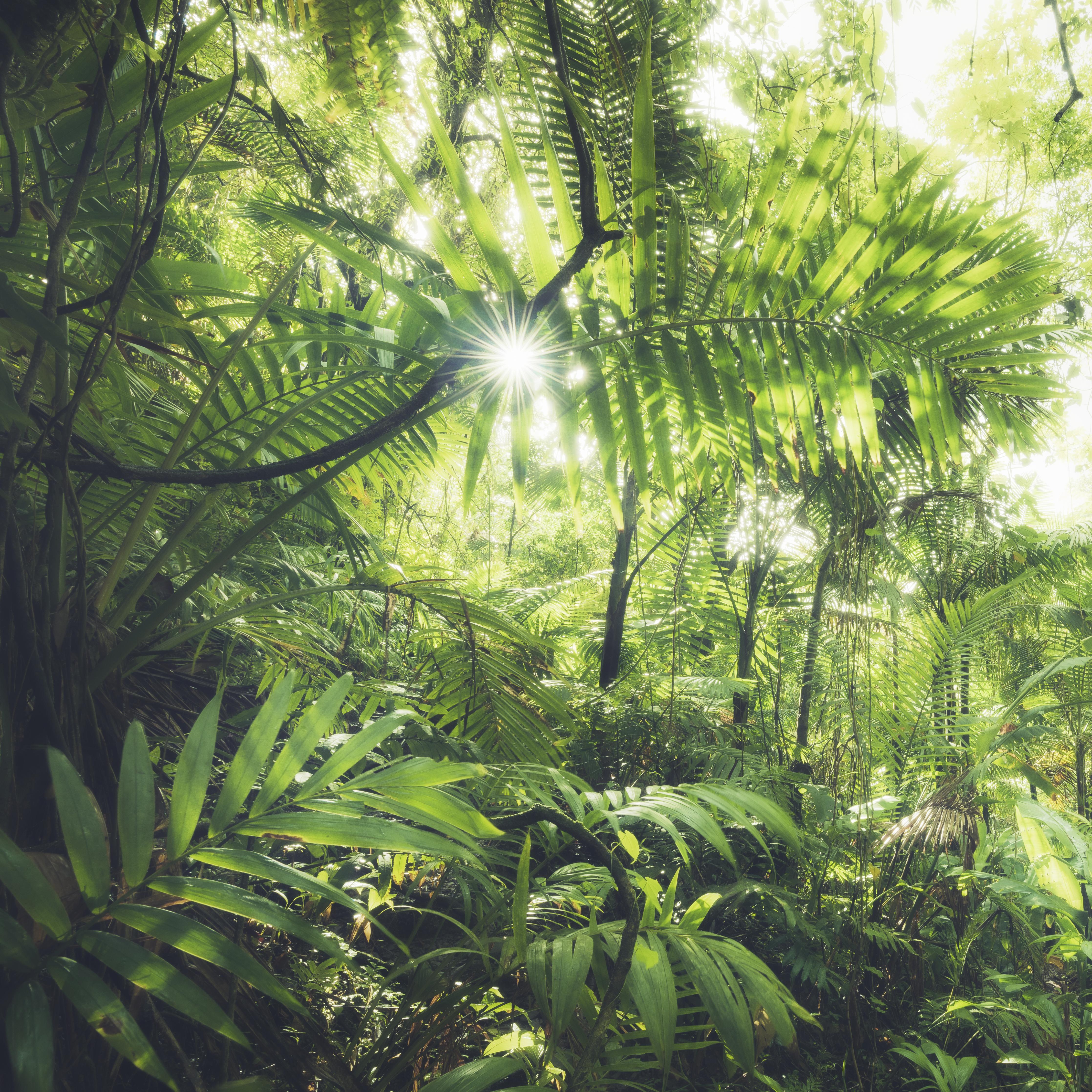 Spritzschutz-Sonnenstrahlen im grünen Regenwald