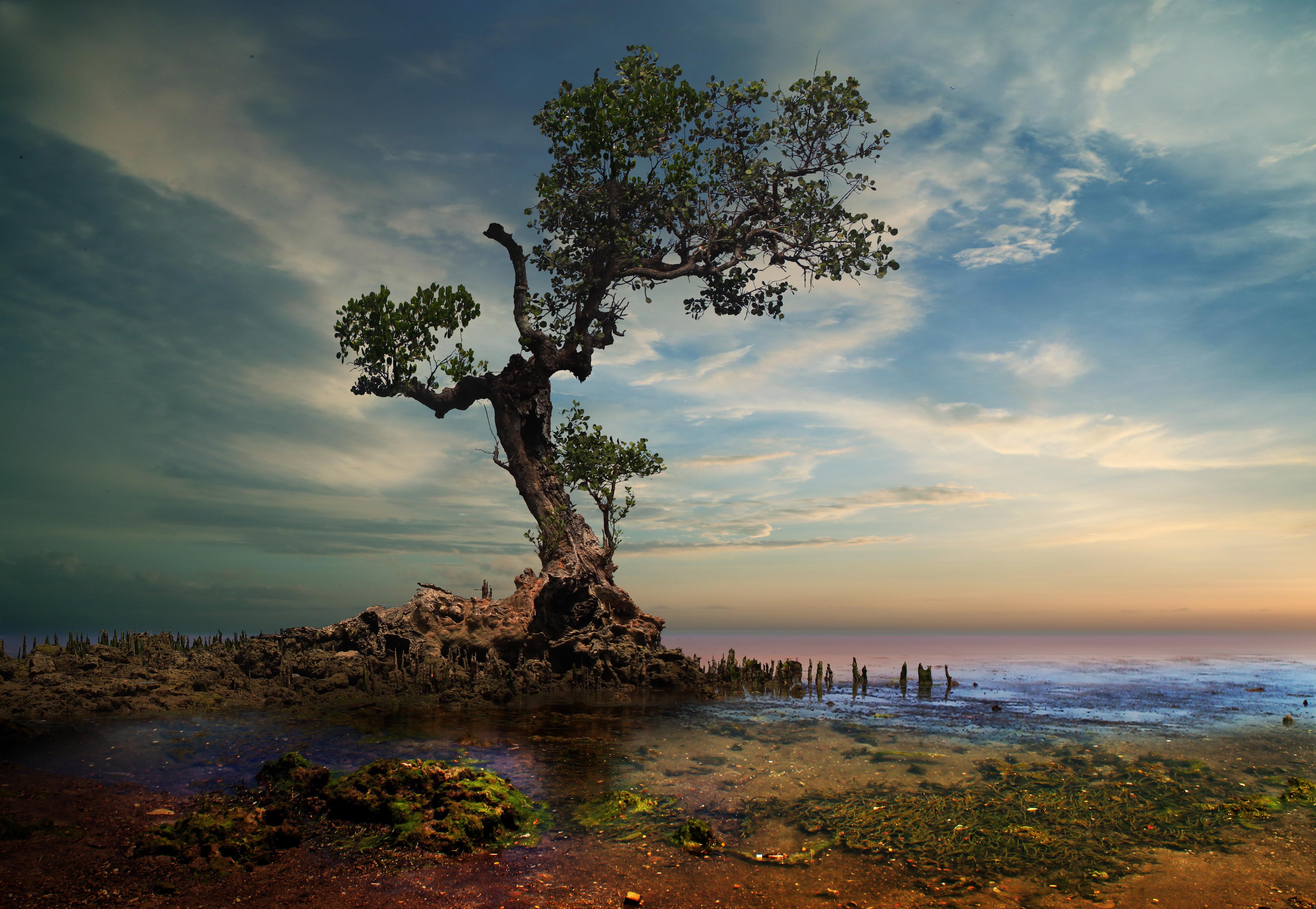 Spritzschutz-Alter Baum am Strand