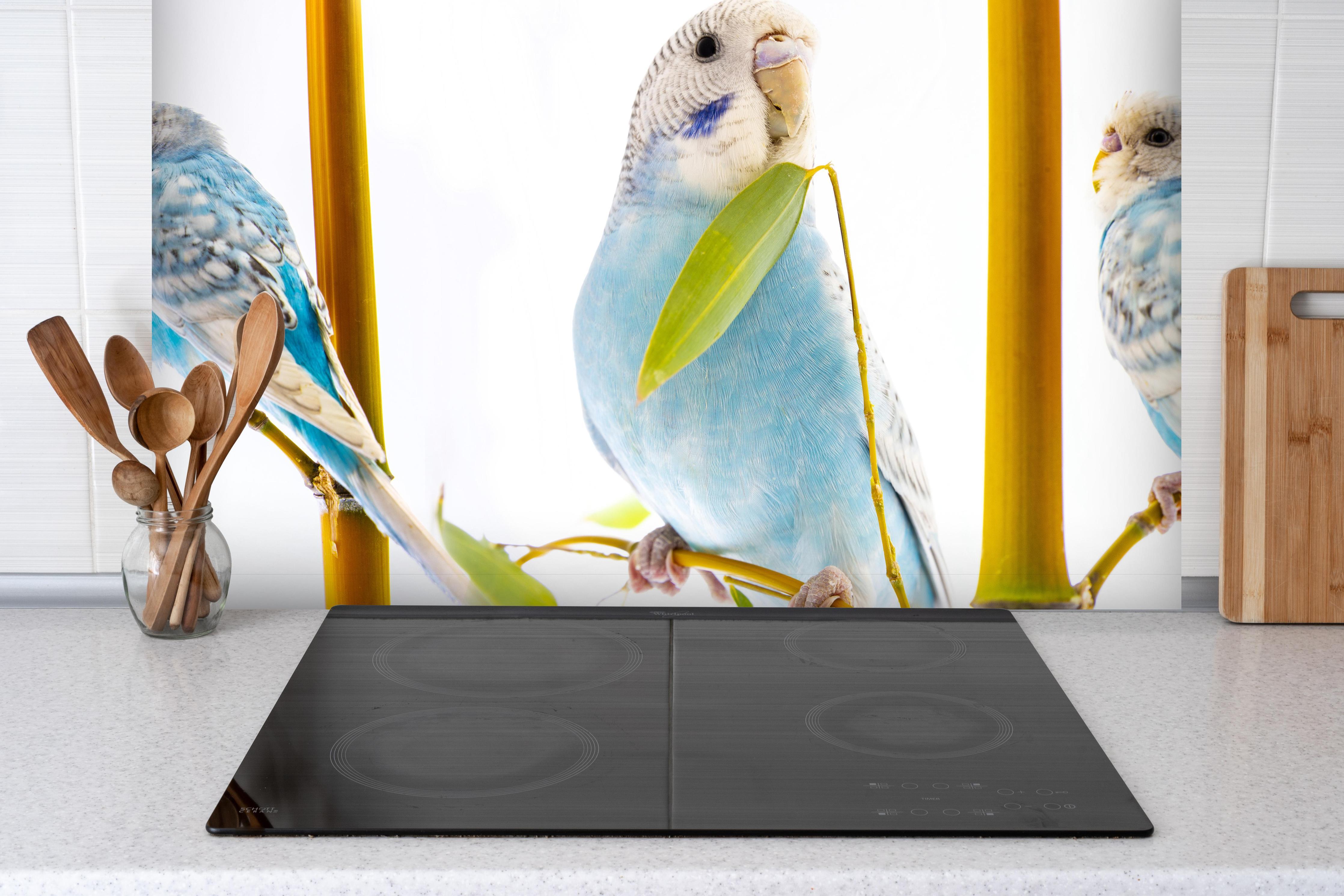 Spritzschutz - Blaue gewellte Papageien auf weißem Hintergrund hinter einem Cerankochfeld zwischen Holz-Kochutensilien
