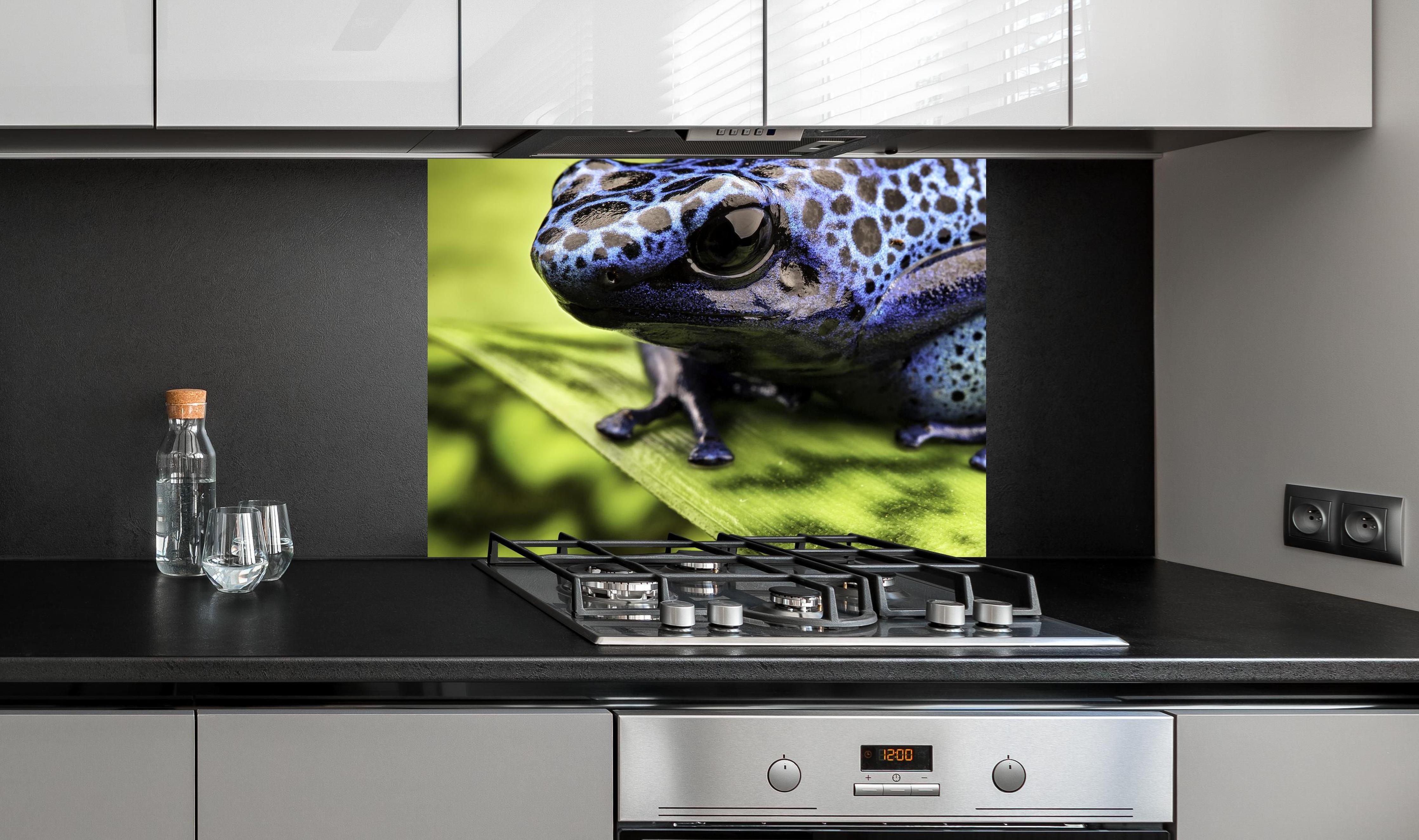 Spritzschutz - Blauer Pfeilgiftfrosch im Amazonas an edler Anthrazit-Wand hinter silbernem Gasherd