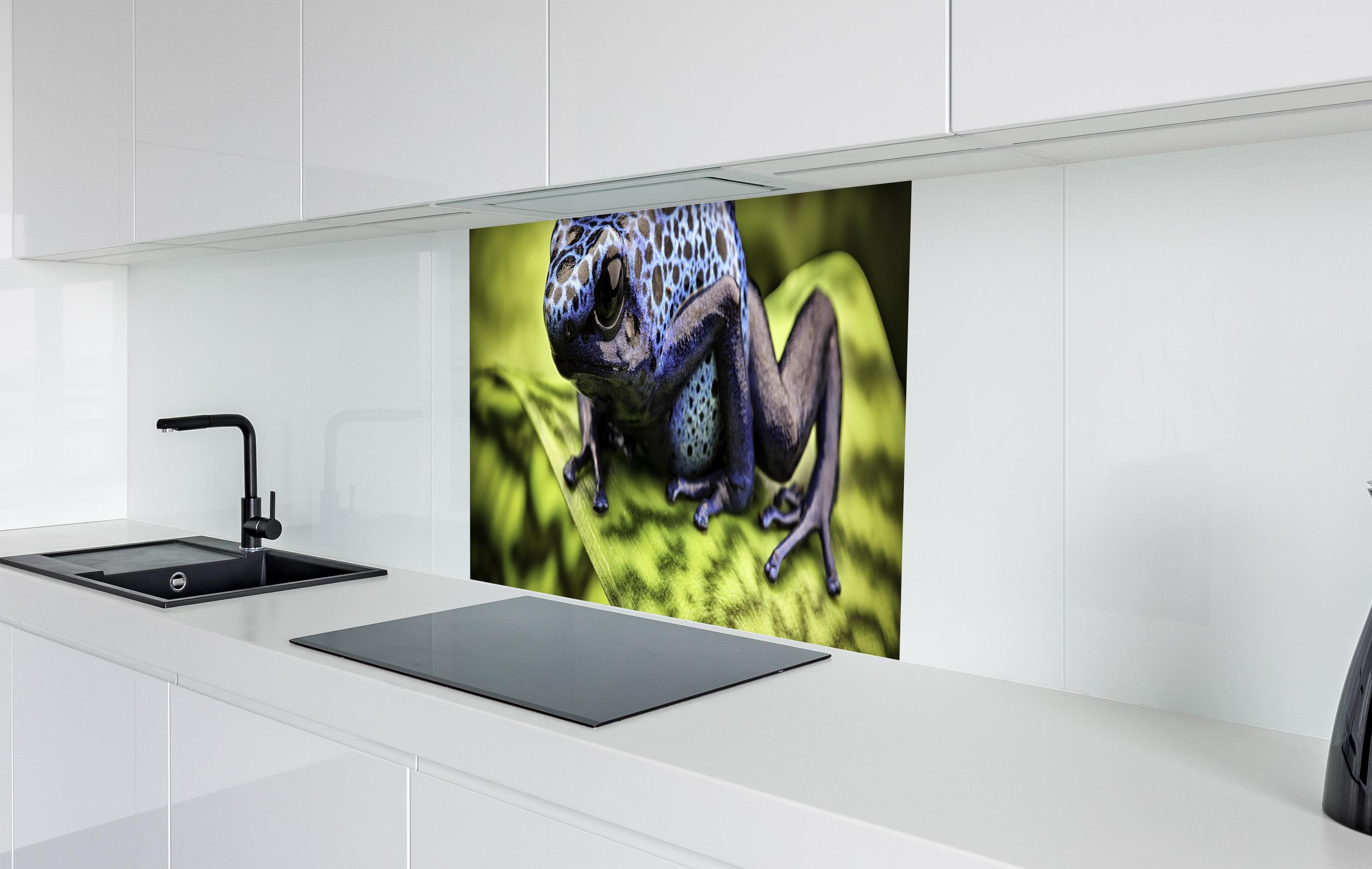 Spritzschutz - Blauer Pfeilgiftfrosch im Amazonas in weißer Hochglanz-Küche hinter einem Cerankochfeld