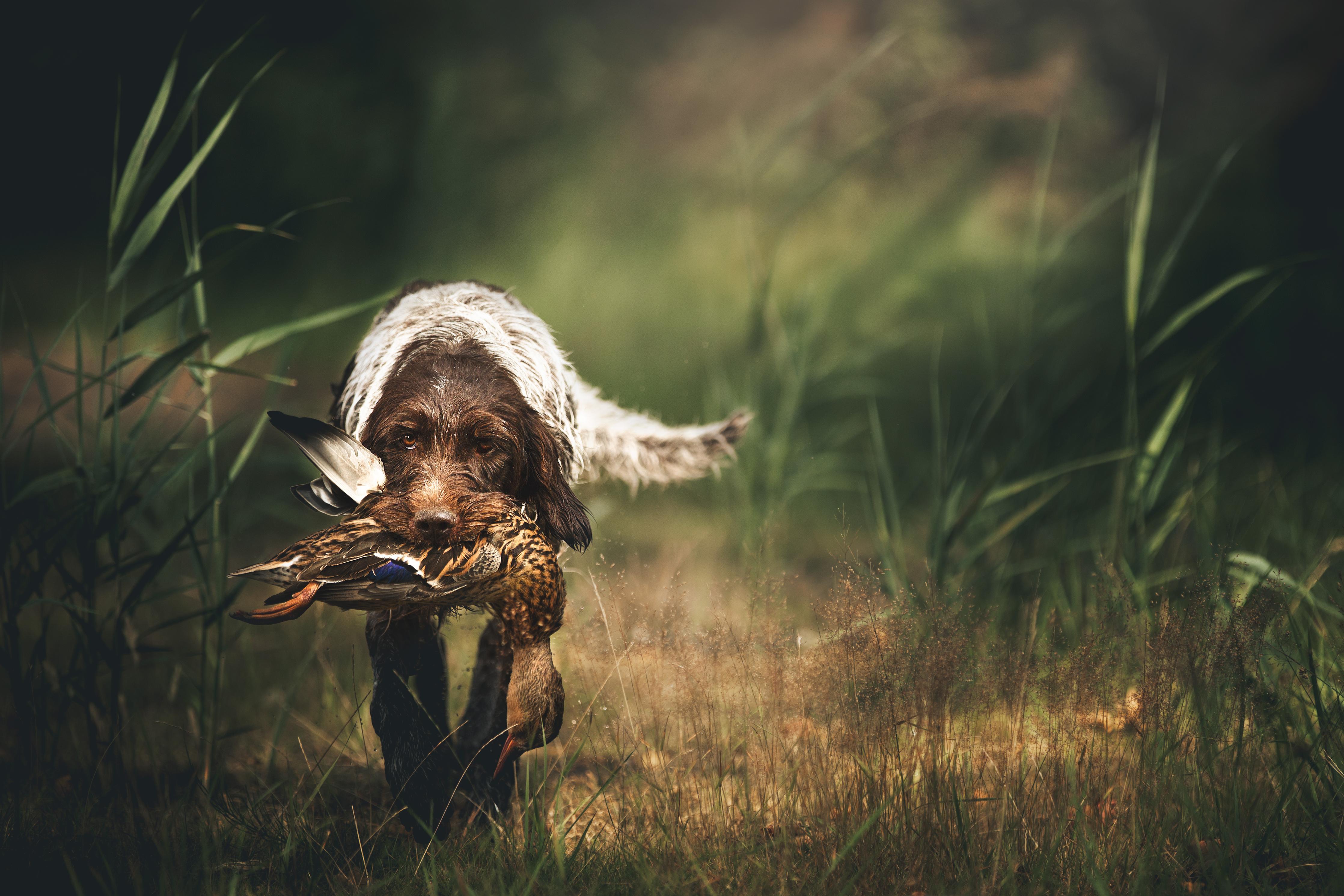 Spritzschutz-Griffon Korthals beim Apportieren einer Ente