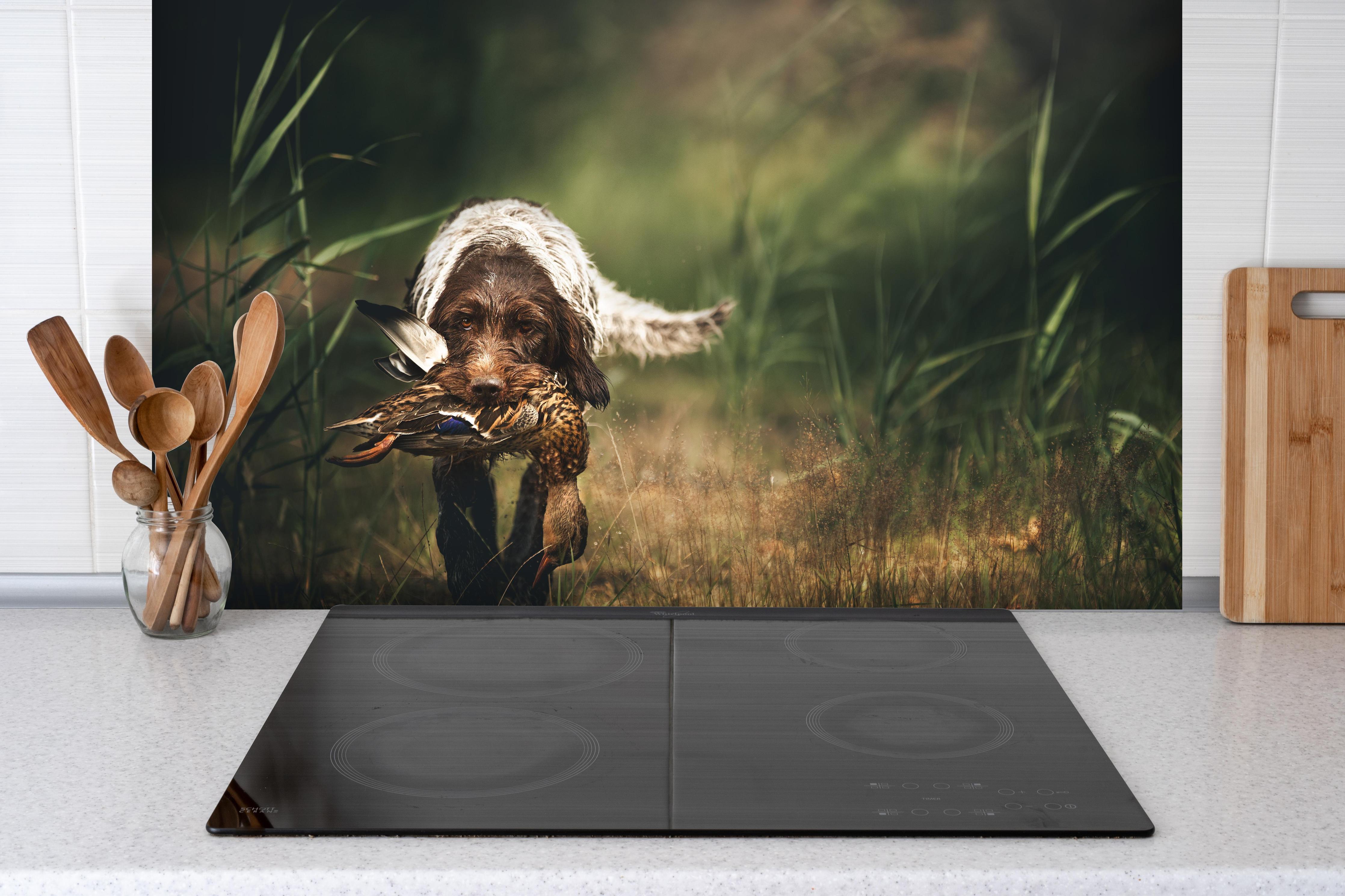 Spritzschutz - Griffon Korthals beim Apportieren einer Ente hinter einem Cerankochfeld zwischen Holz-Kochutensilien
