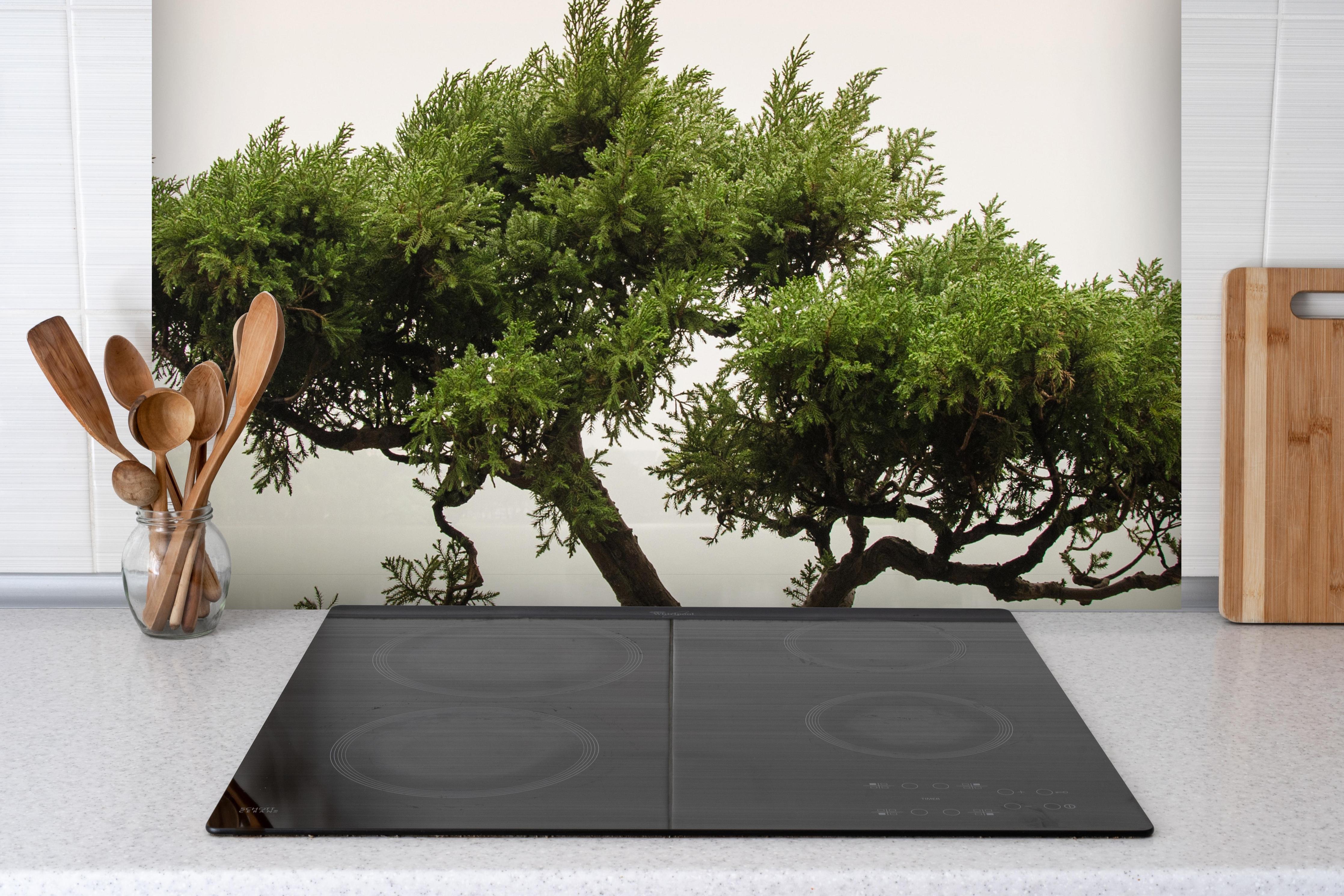 Spritzschutz - Japanischer Bonsaibaum im Topf hinter einem Cerankochfeld zwischen Holz-Kochutensilien
