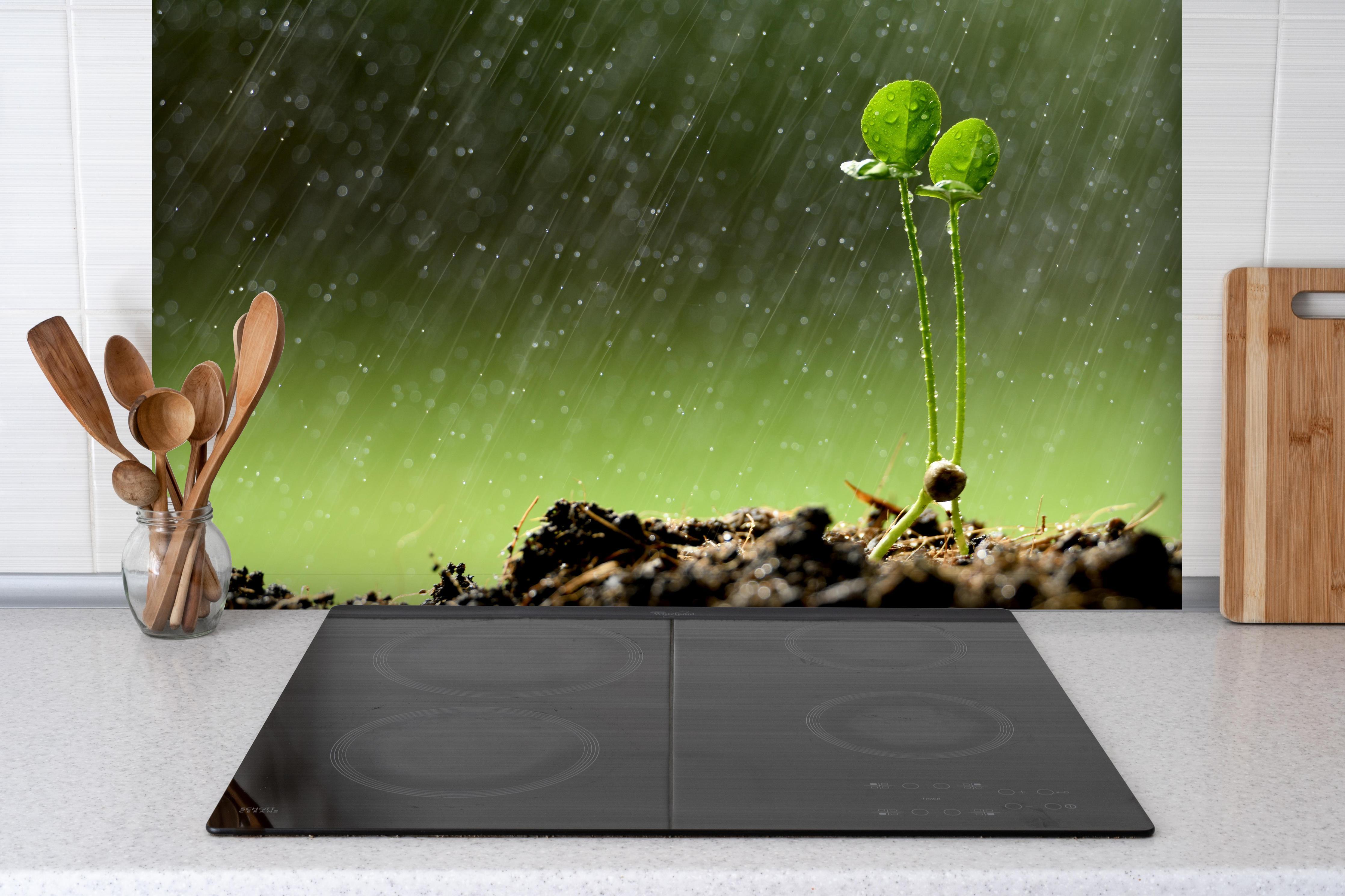 Spritzschutz - Keimende Pflanze bei Regen hinter einem Cerankochfeld zwischen Holz-Kochutensilien