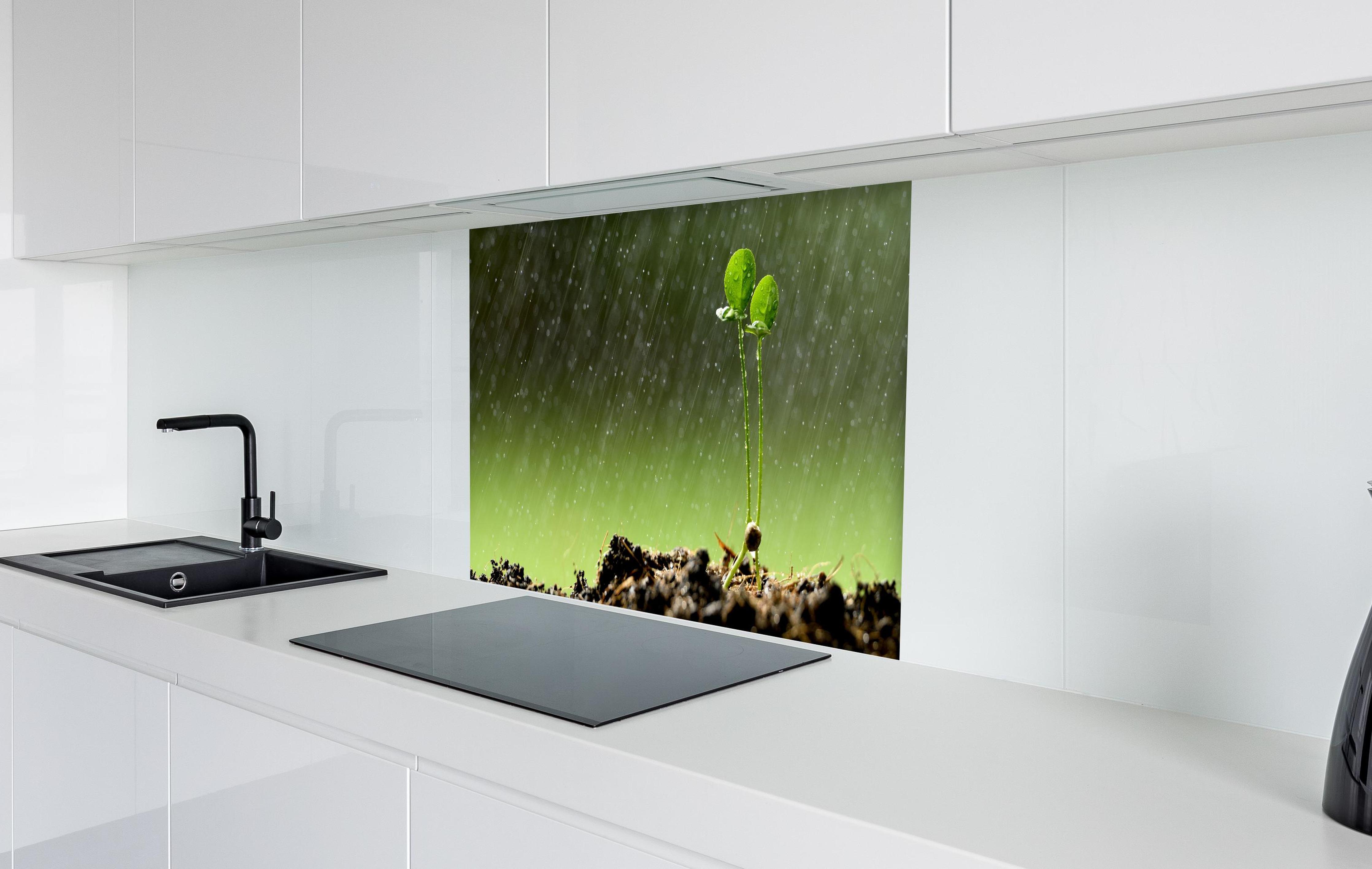 Spritzschutz - Keimende Pflanze bei Regen in weißer Hochglanz-Küche hinter einem Cerankochfeld