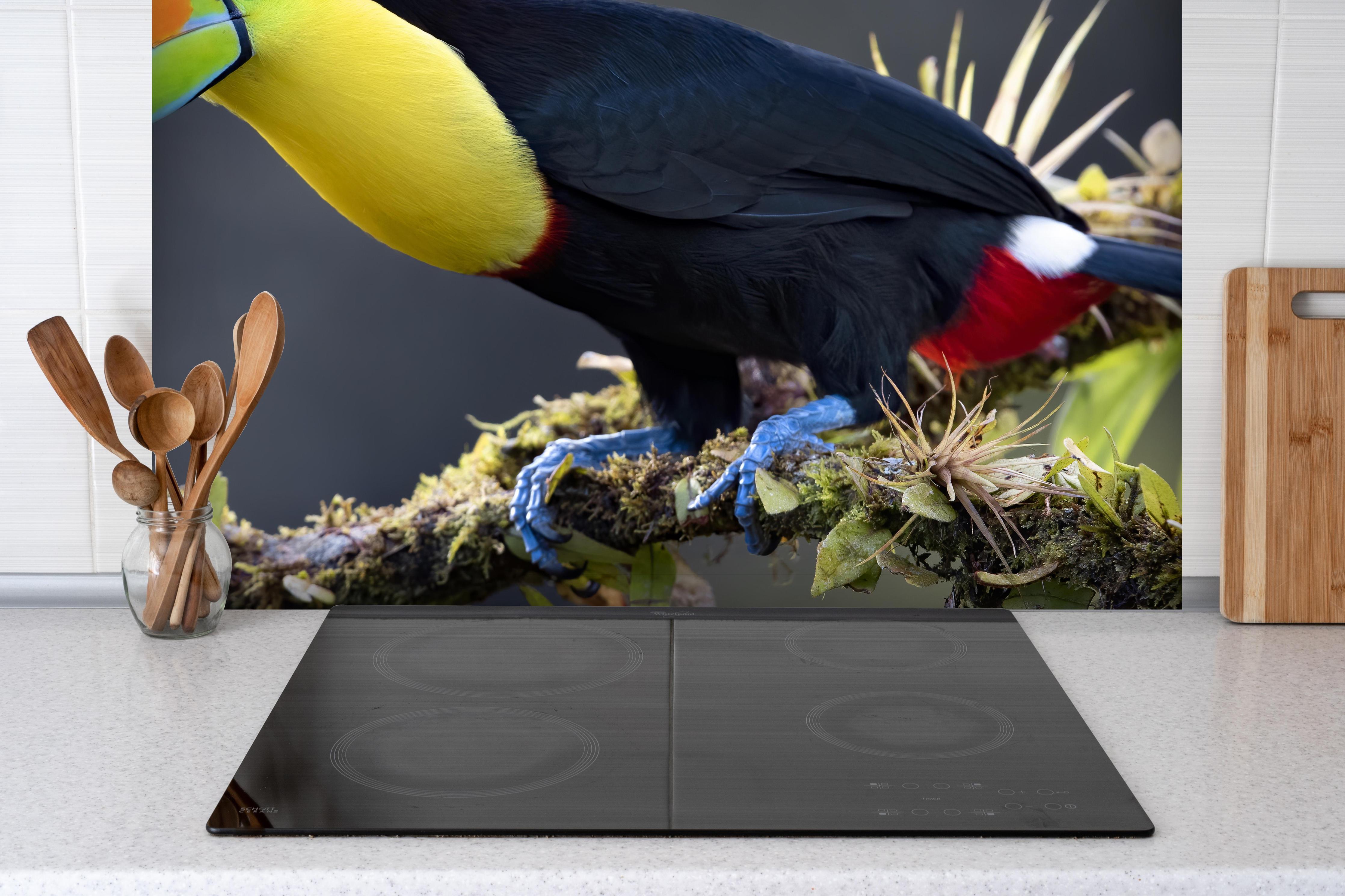 Spritzschutz - Kielschnabeltukan auf Ast hinter einem Cerankochfeld zwischen Holz-Kochutensilien