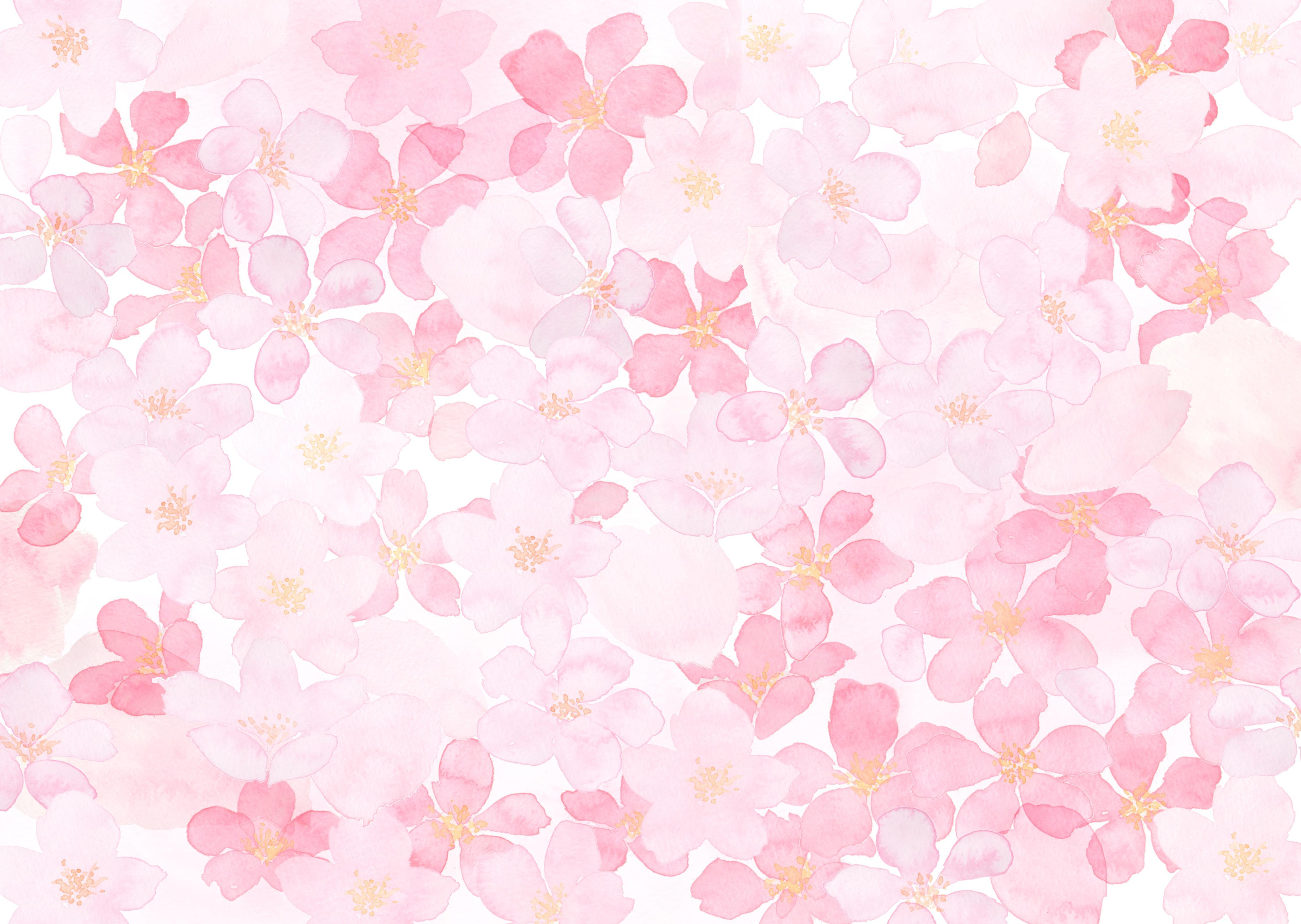 Spritzschutz-Kirschblüten auf weißem Hintergrund