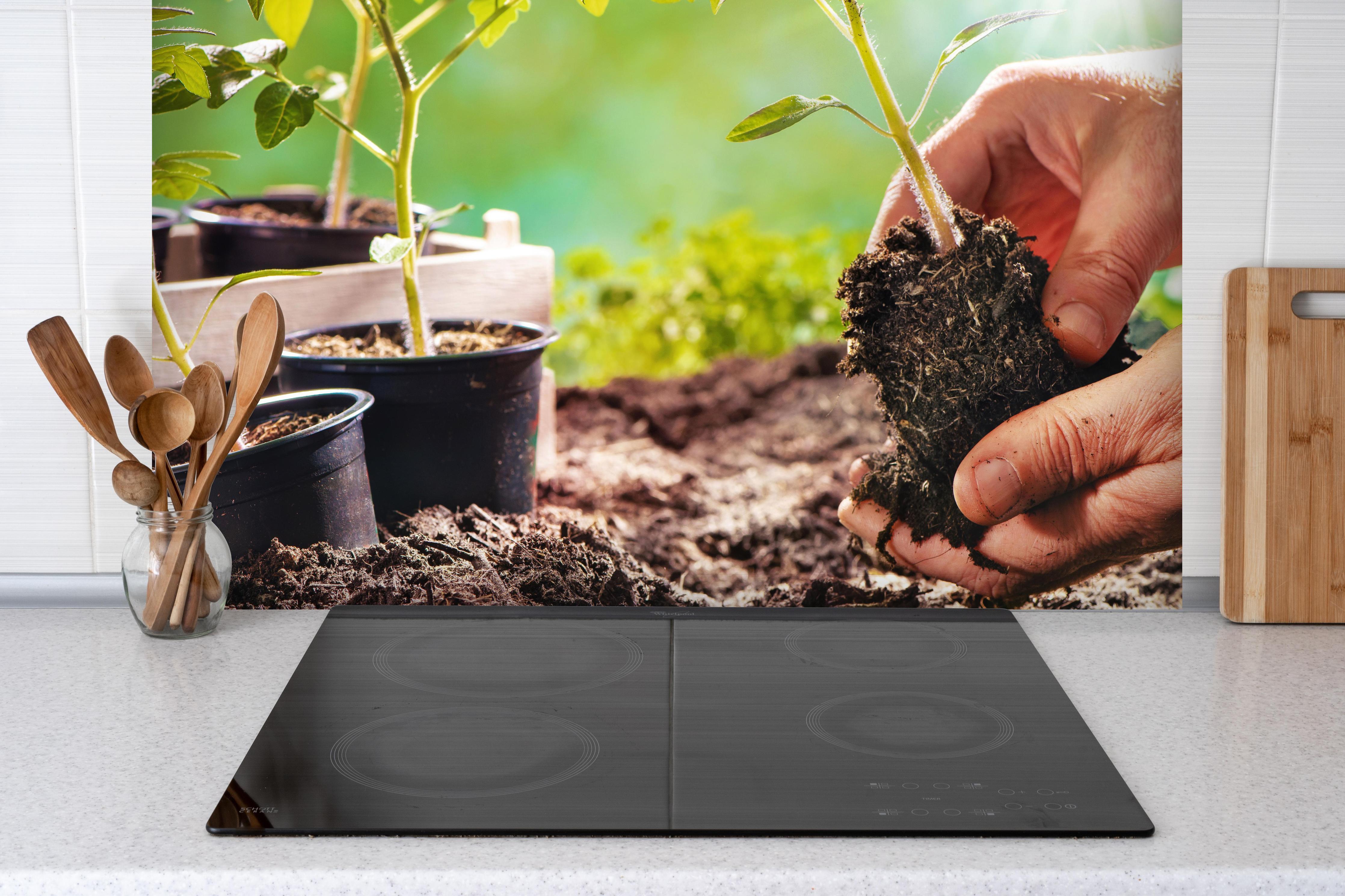 Spritzschutz - Landwirt pflanzt Tomatensetzlinge hinter einem Cerankochfeld zwischen Holz-Kochutensilien