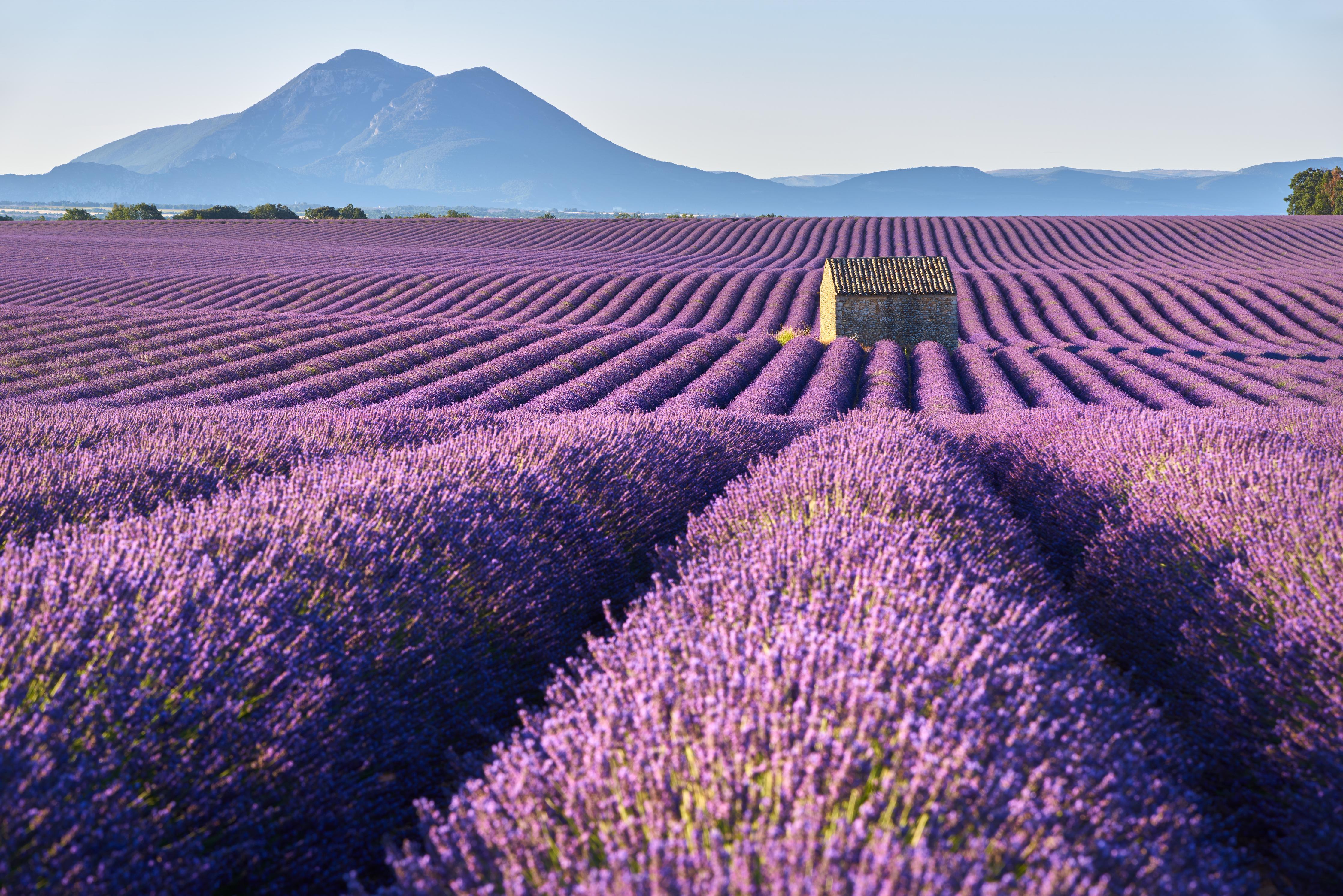 Spritzschutz-Lavendelfelder auf dem Plateau de Valensole