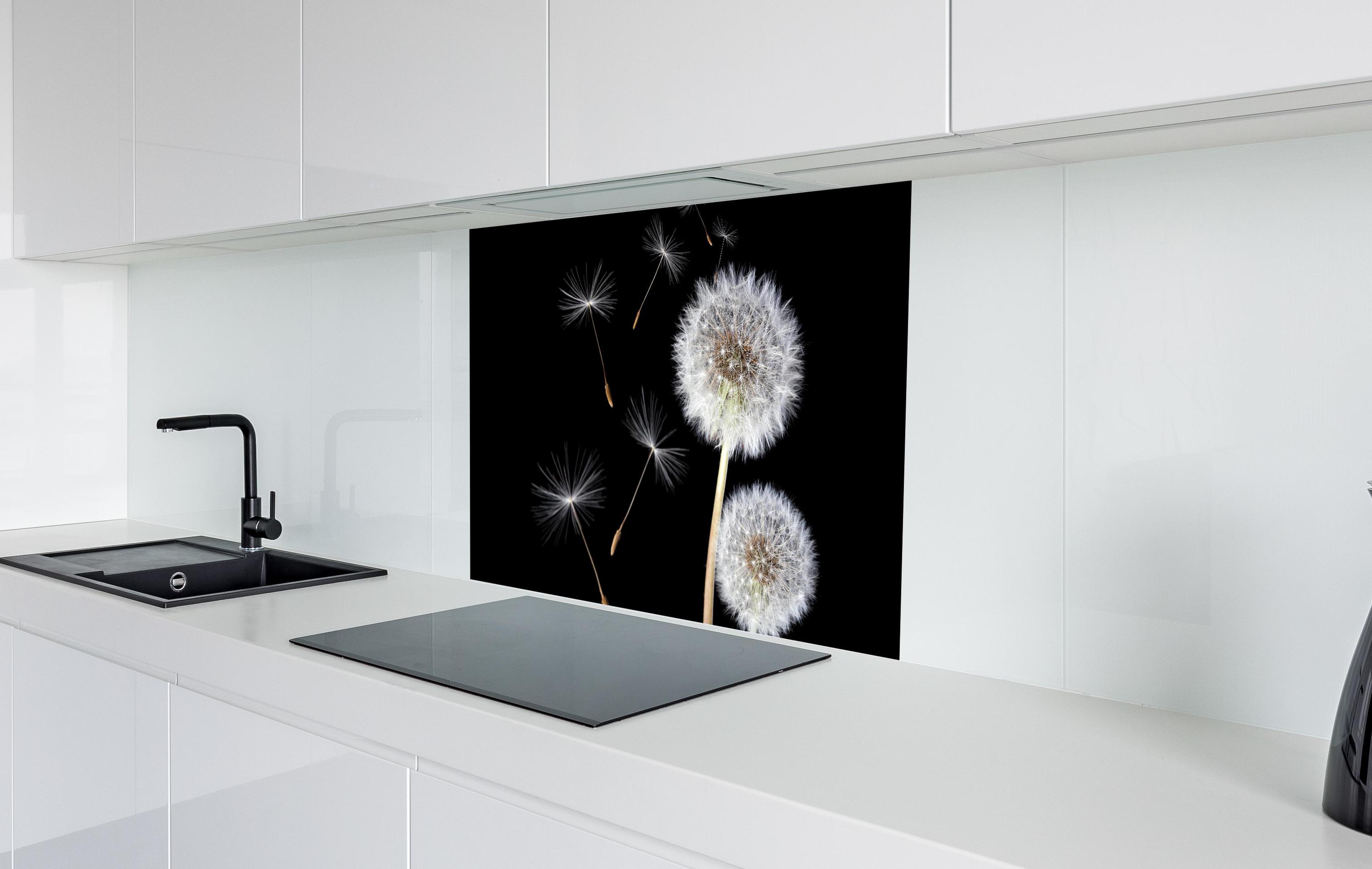 Spritzschutz - Löwenzahn auf schwarzem Hintergrund in weißer Hochglanz-Küche hinter einem Cerankochfeld
