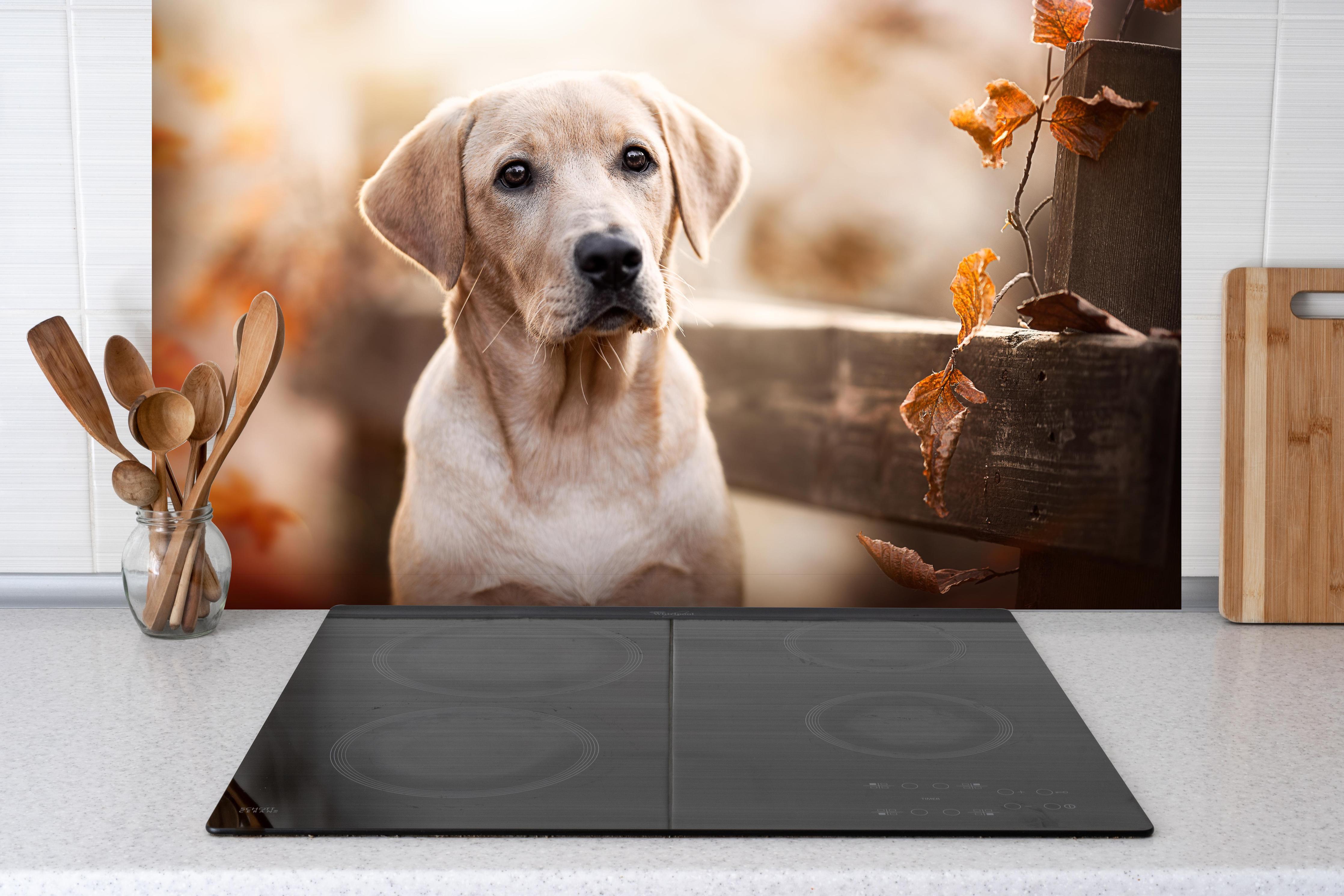 Spritzschutz - Niedlicher Labrador Welpe hinter einem Cerankochfeld zwischen Holz-Kochutensilien