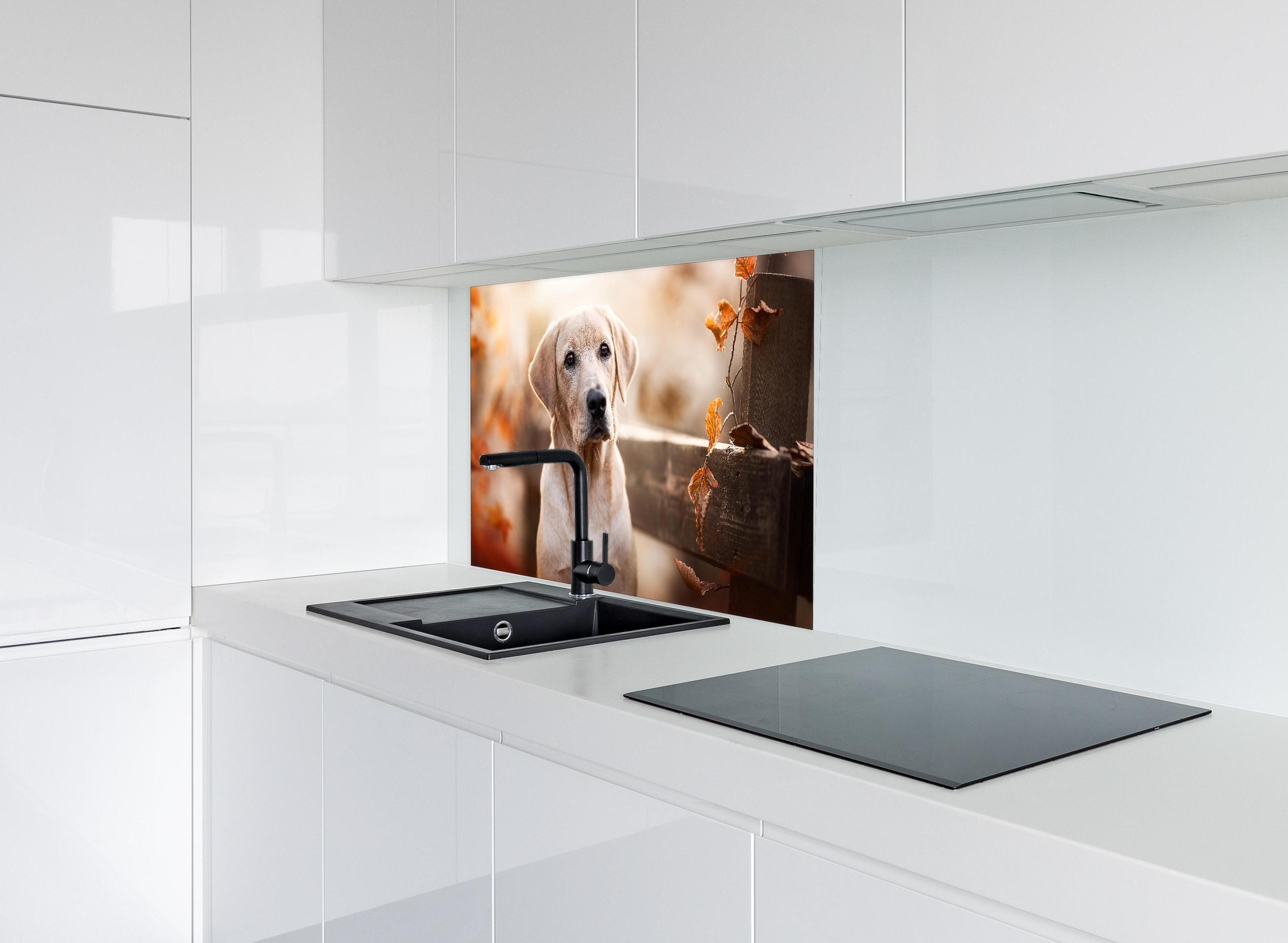 Spritzschutz - Niedlicher Labrador Welpe hinter modernem schwarz-matten Spülbecken in weißer Hochglanz-Küche