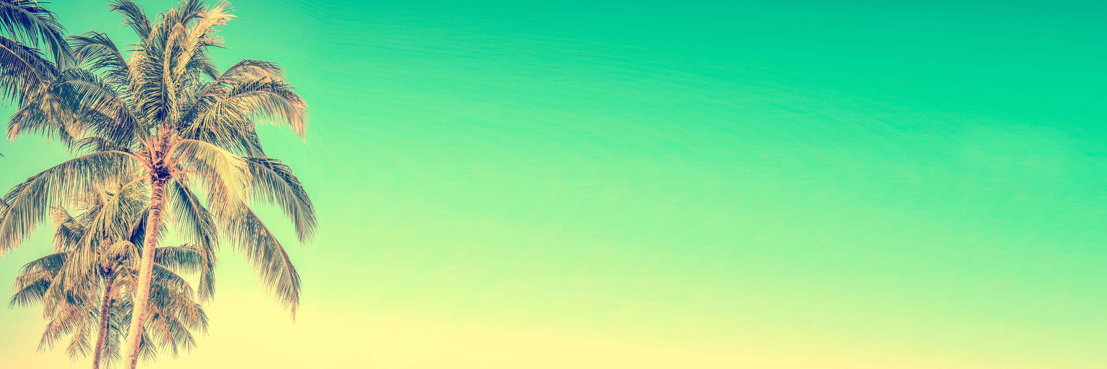 Spritzschutz-Palme im Panorama-Himmel