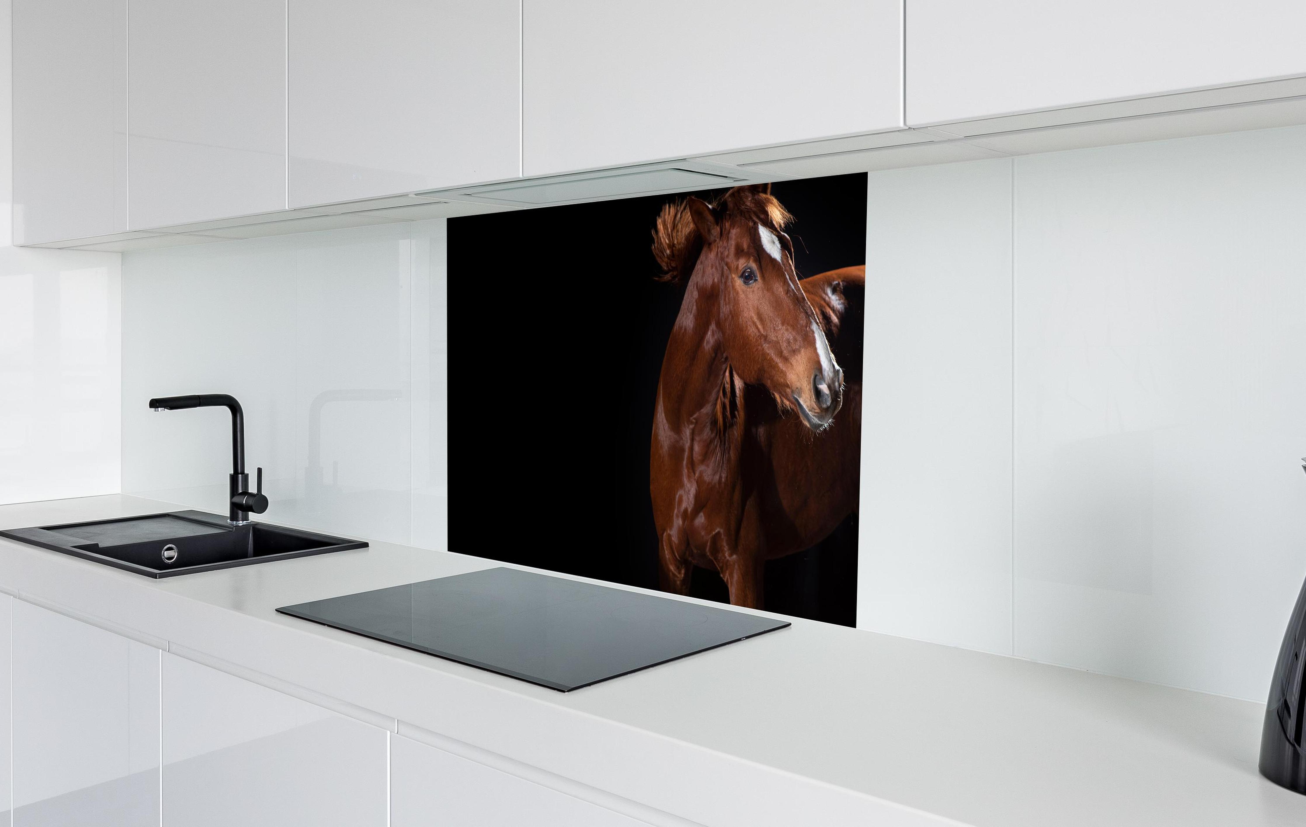 Spritzschutz - Pferdeporträt auf schwarzem Hintergrund in weißer Hochglanz-Küche hinter einem Cerankochfeld