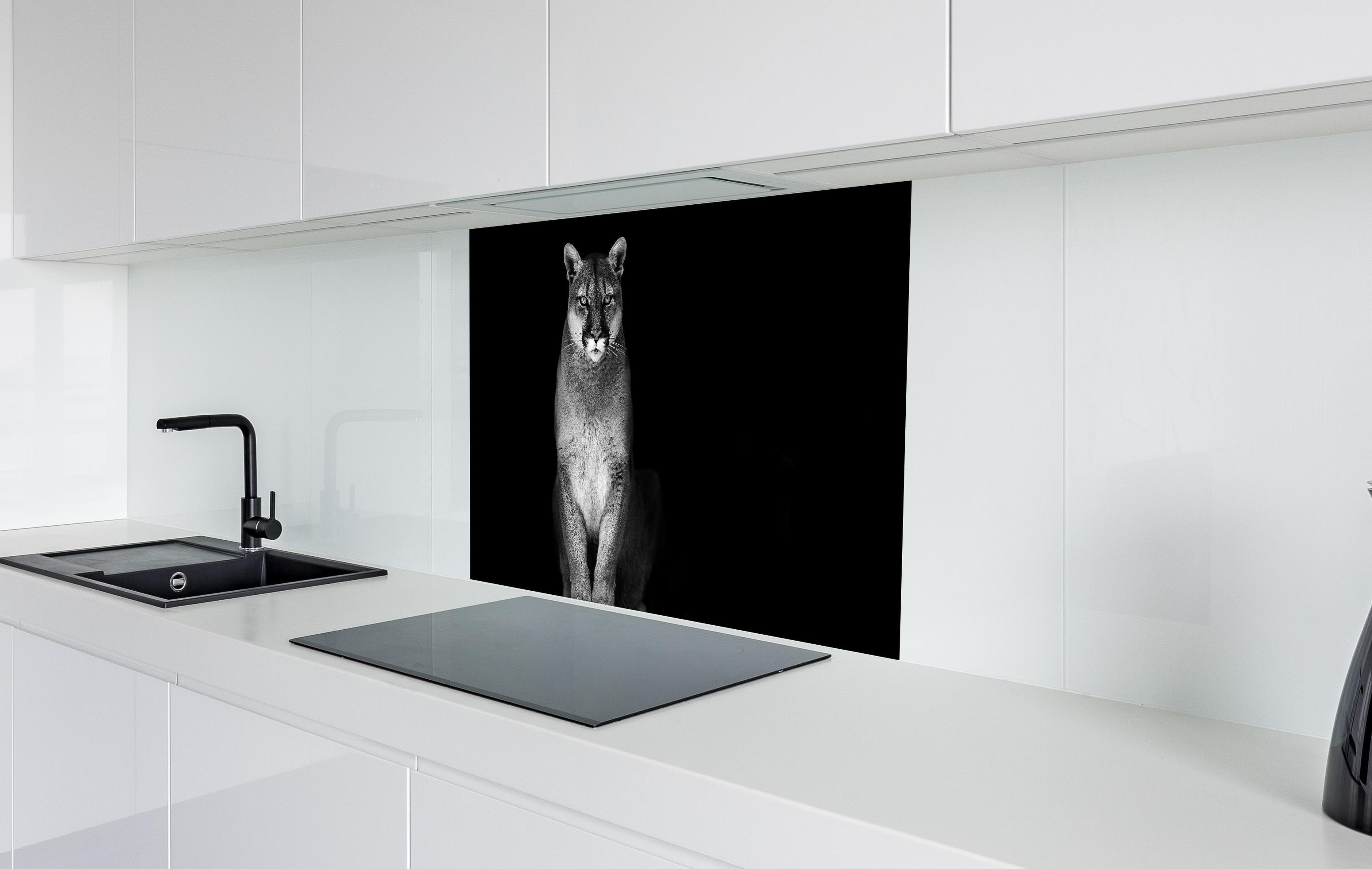Spritzschutz - Porträt des Bergpumas in weißer Hochglanz-Küche hinter einem Cerankochfeld