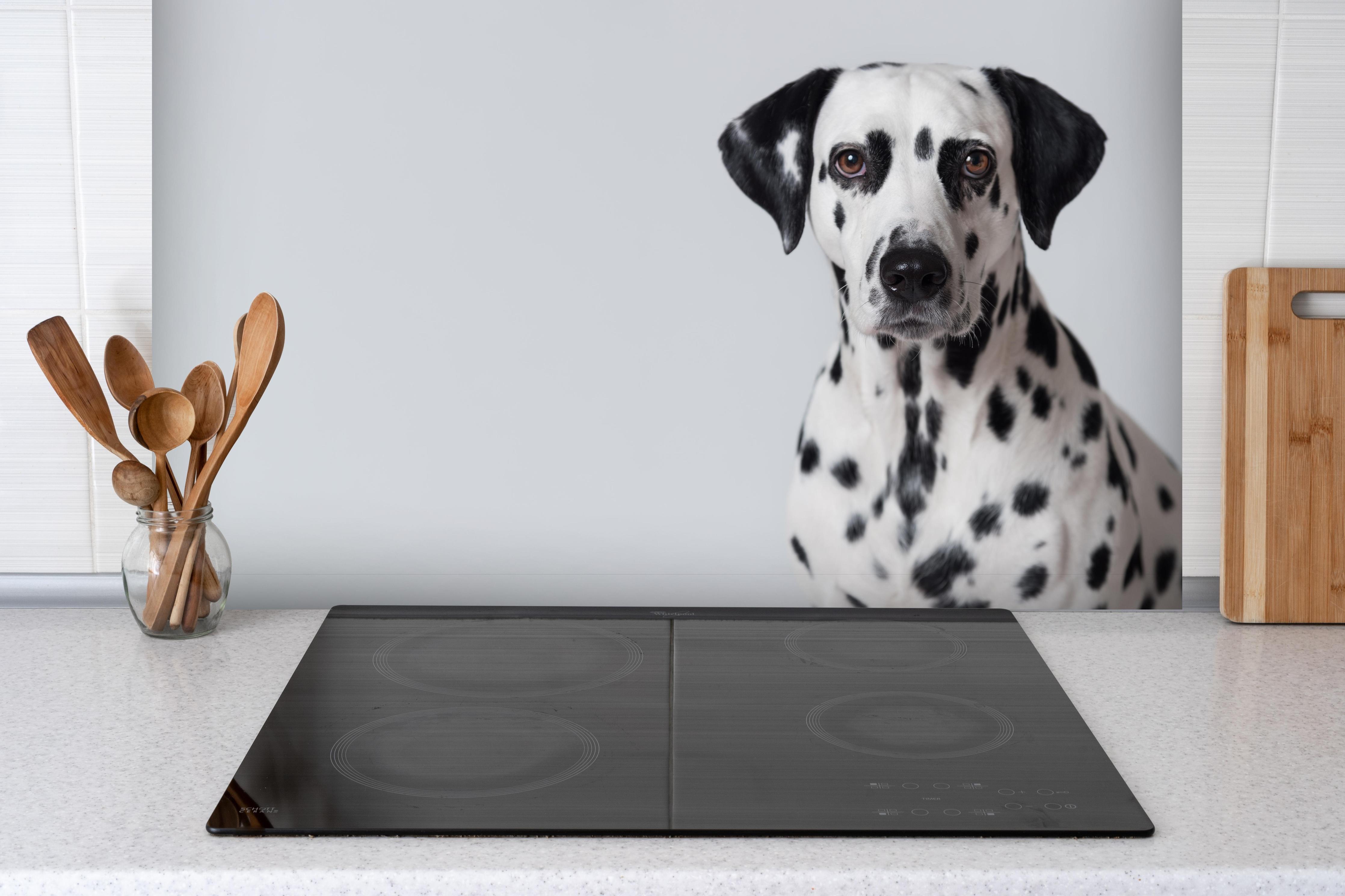 Spritzschutz - Portrait eines Dalmatiners auf weißem Hintergrund hinter einem Cerankochfeld zwischen Holz-Kochutensilien